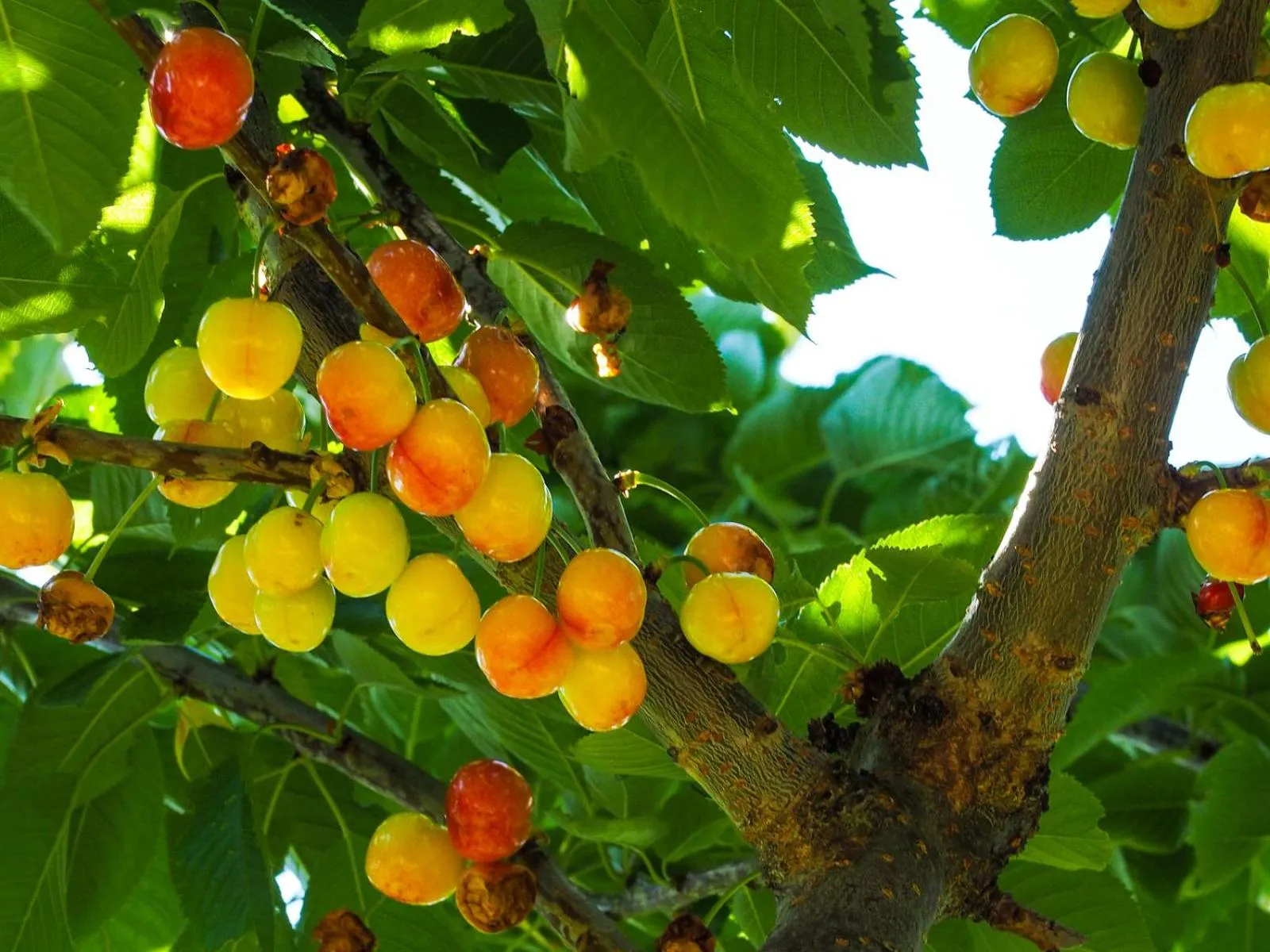 Les Chambres de la Weiss