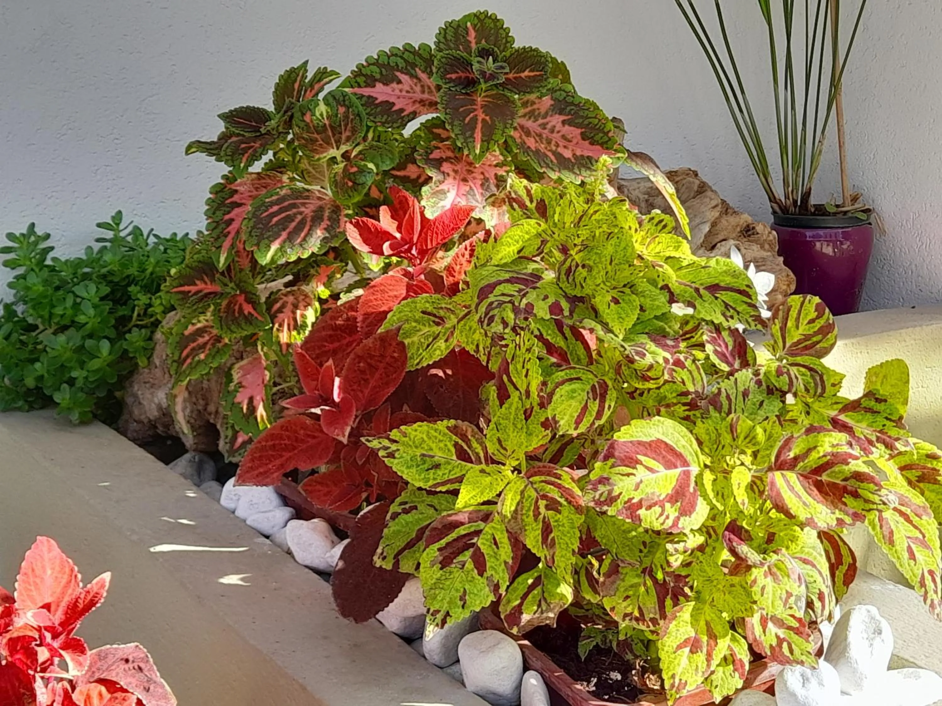 Hotel Carmen Viserba