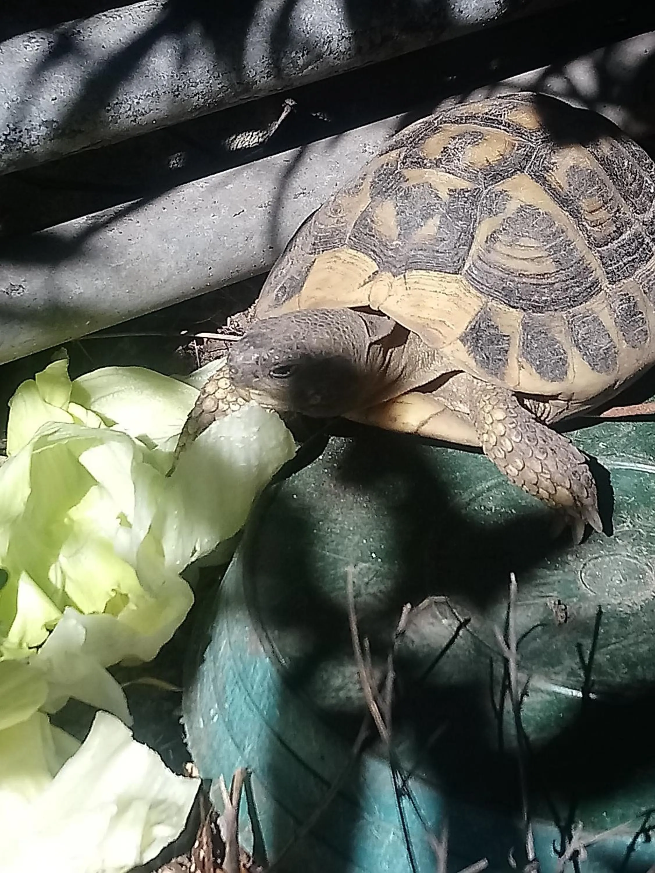 Natural landscape in B&b il campanile di leone Pina