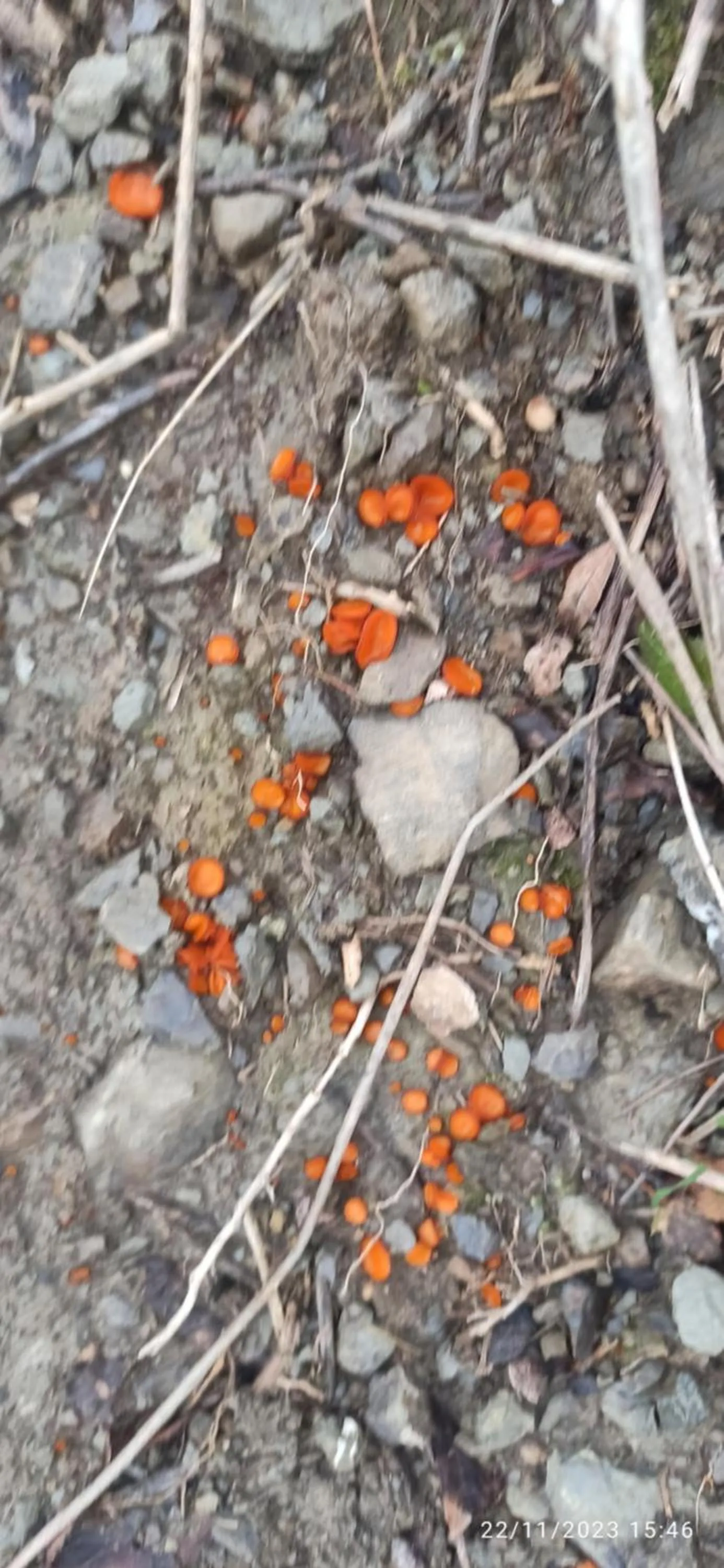 B&b il campanile di leone Pina