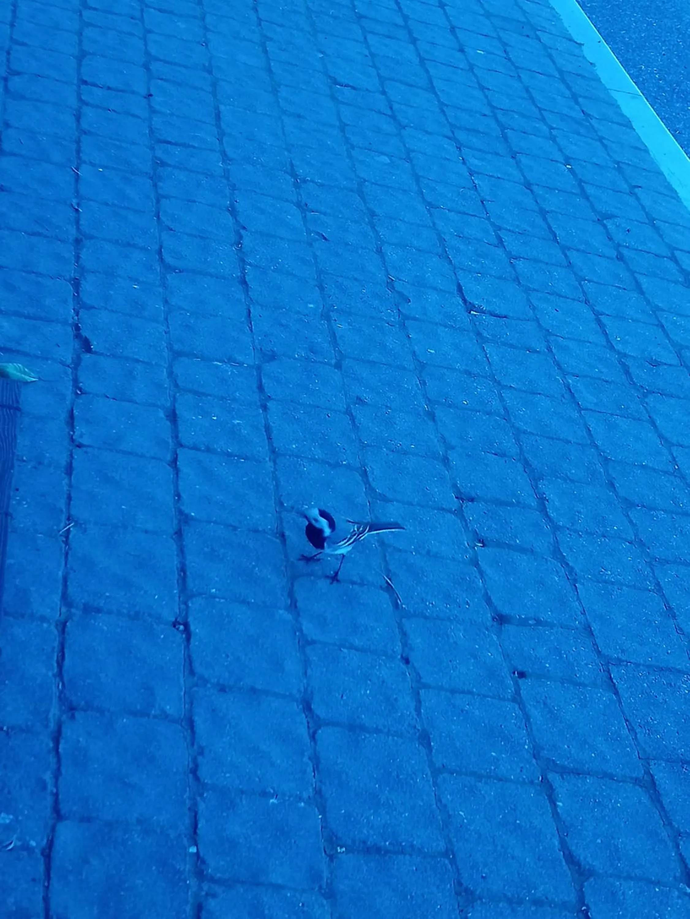 Animals in B&b il campanile di leone Pina