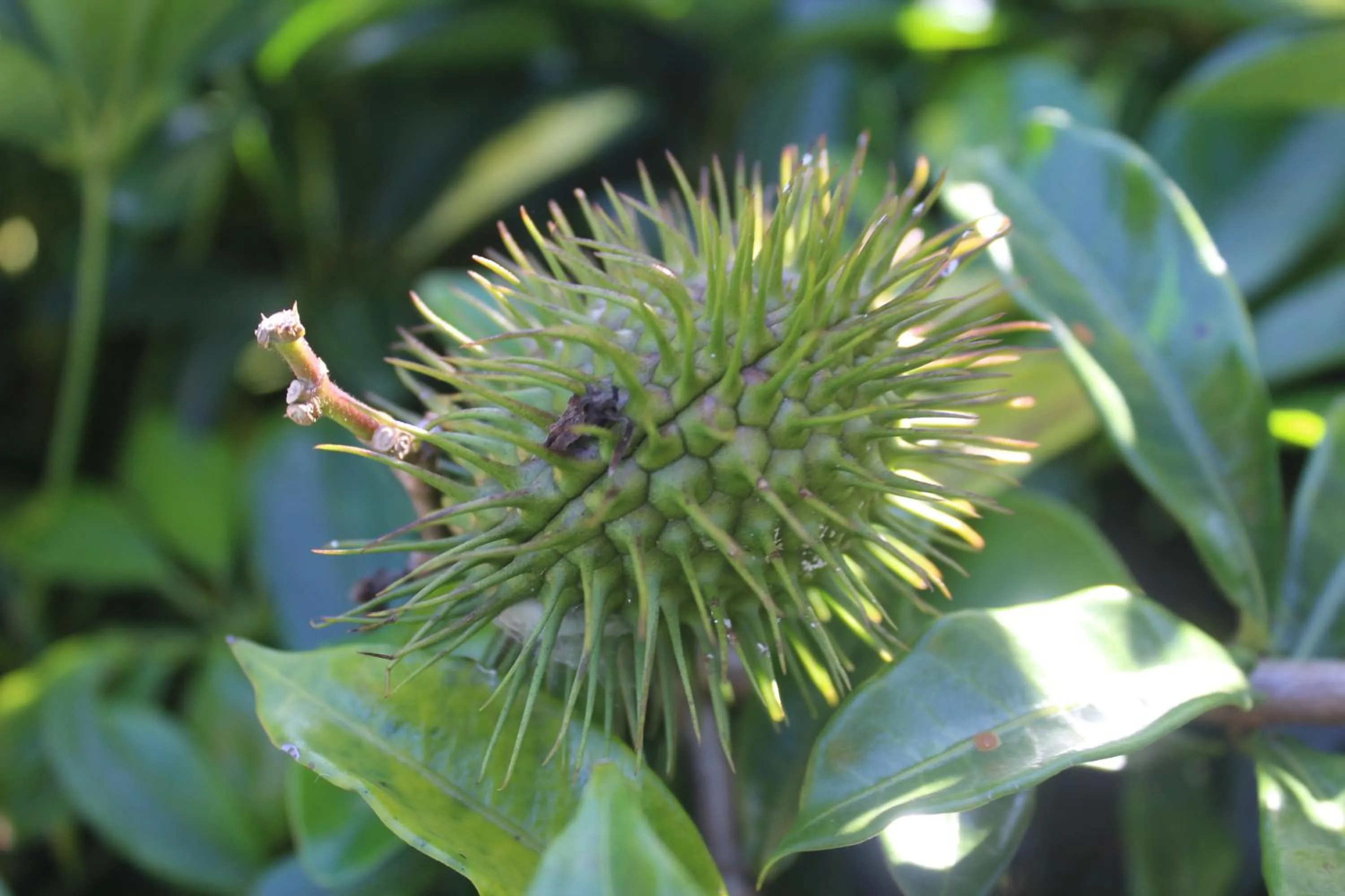 Garden in Hotel Bristol Aeropuerto