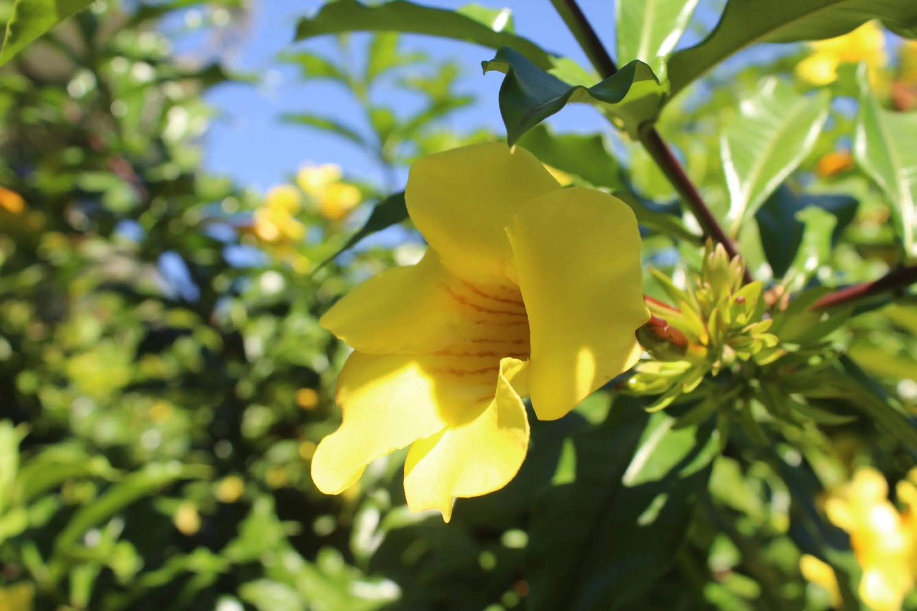 Garden in Hotel Bristol Aeropuerto