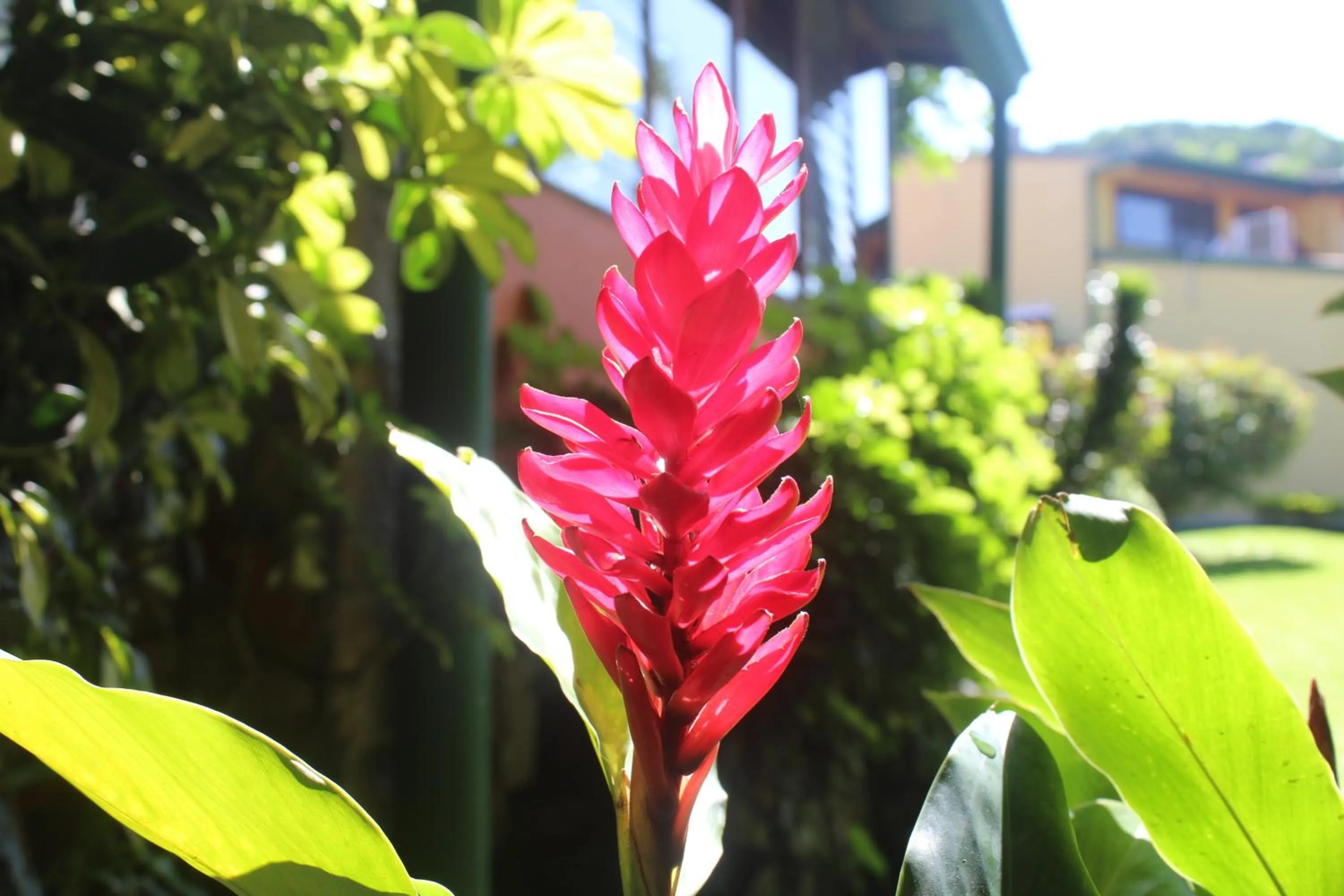Garden in Hotel Bristol Aeropuerto