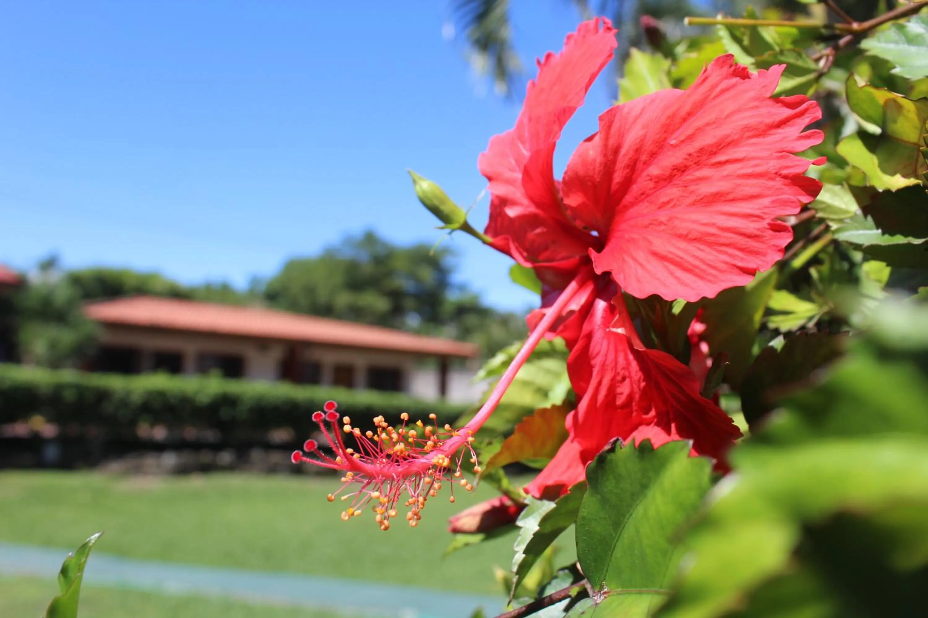 Garden in Hotel Bristol Aeropuerto
