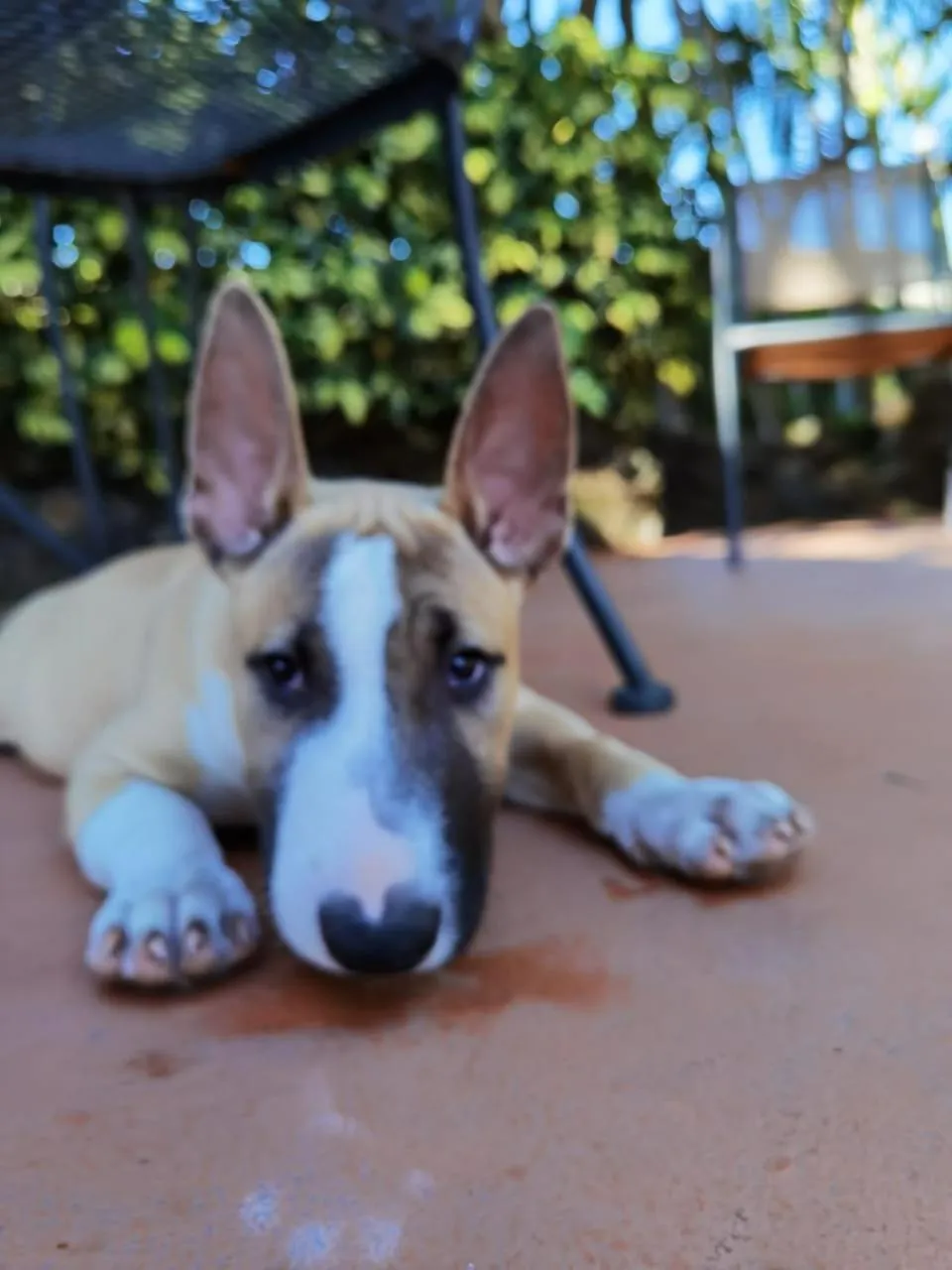 Animals in Hotel Bristol Aeropuerto