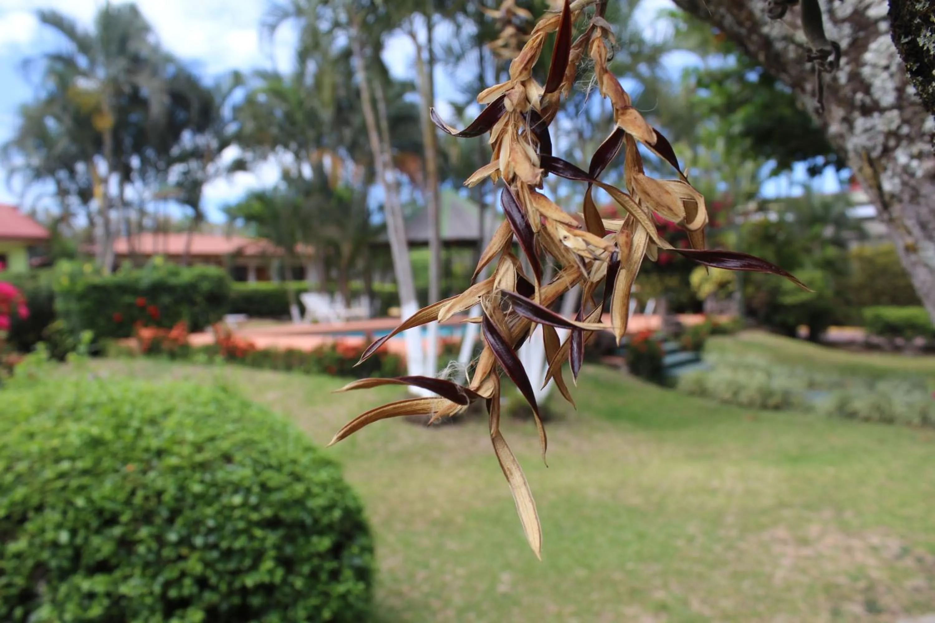 Garden in Hotel Bristol Aeropuerto