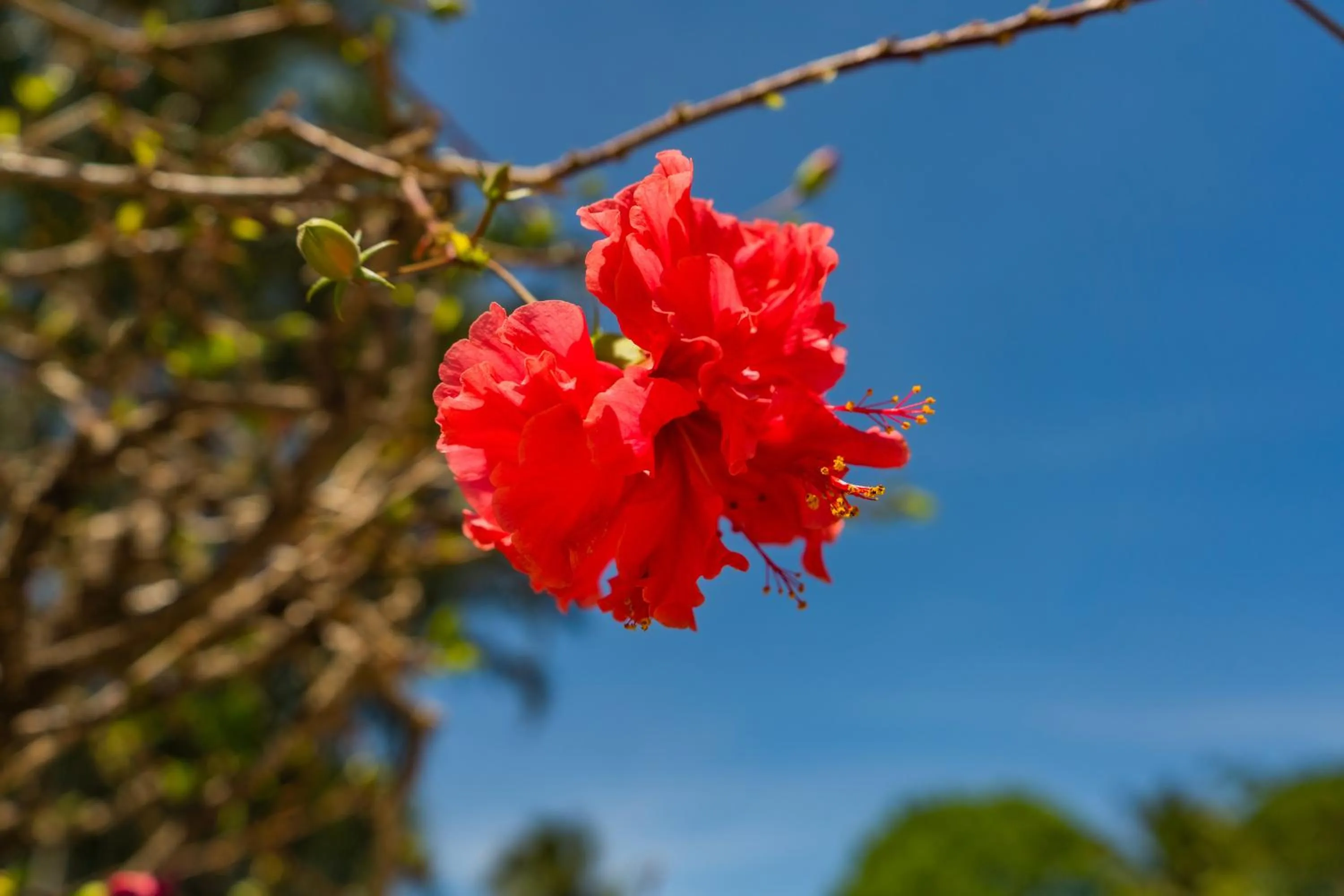 Garden in Hotel Bristol Aeropuerto