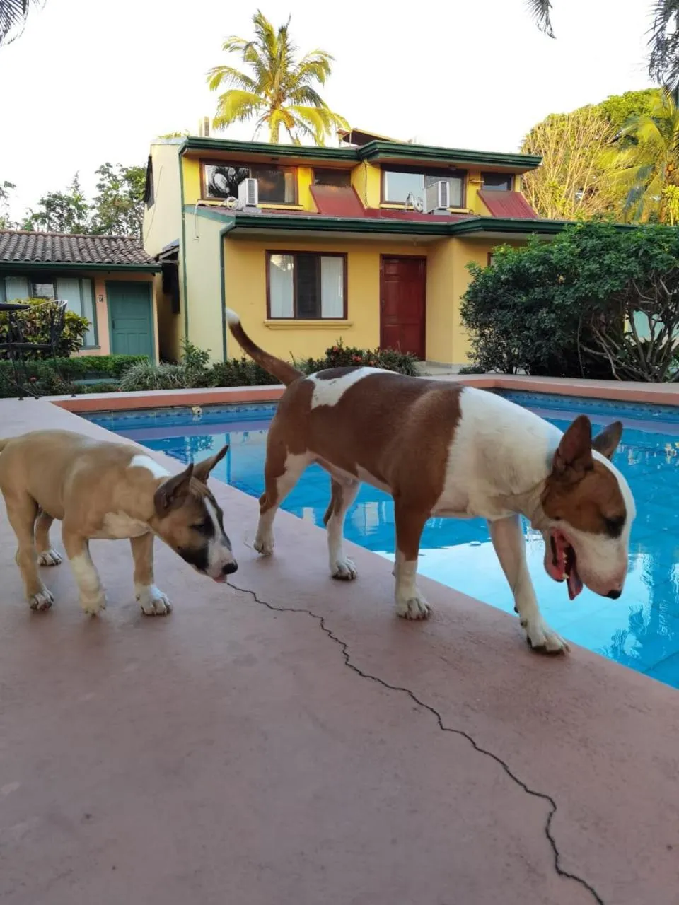 Pets in Hotel Bristol Aeropuerto