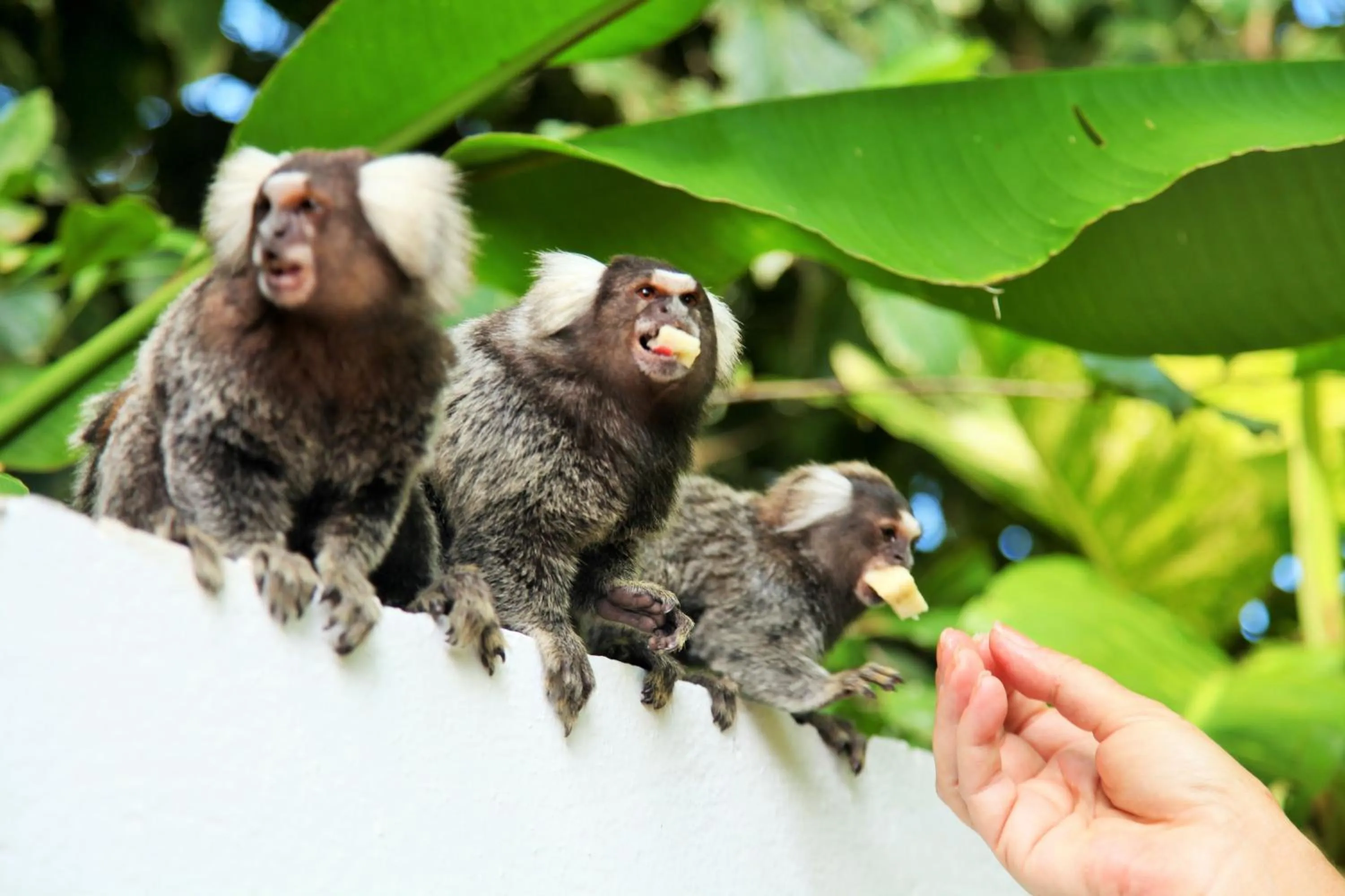 Animals in Pousada Lua Cheia