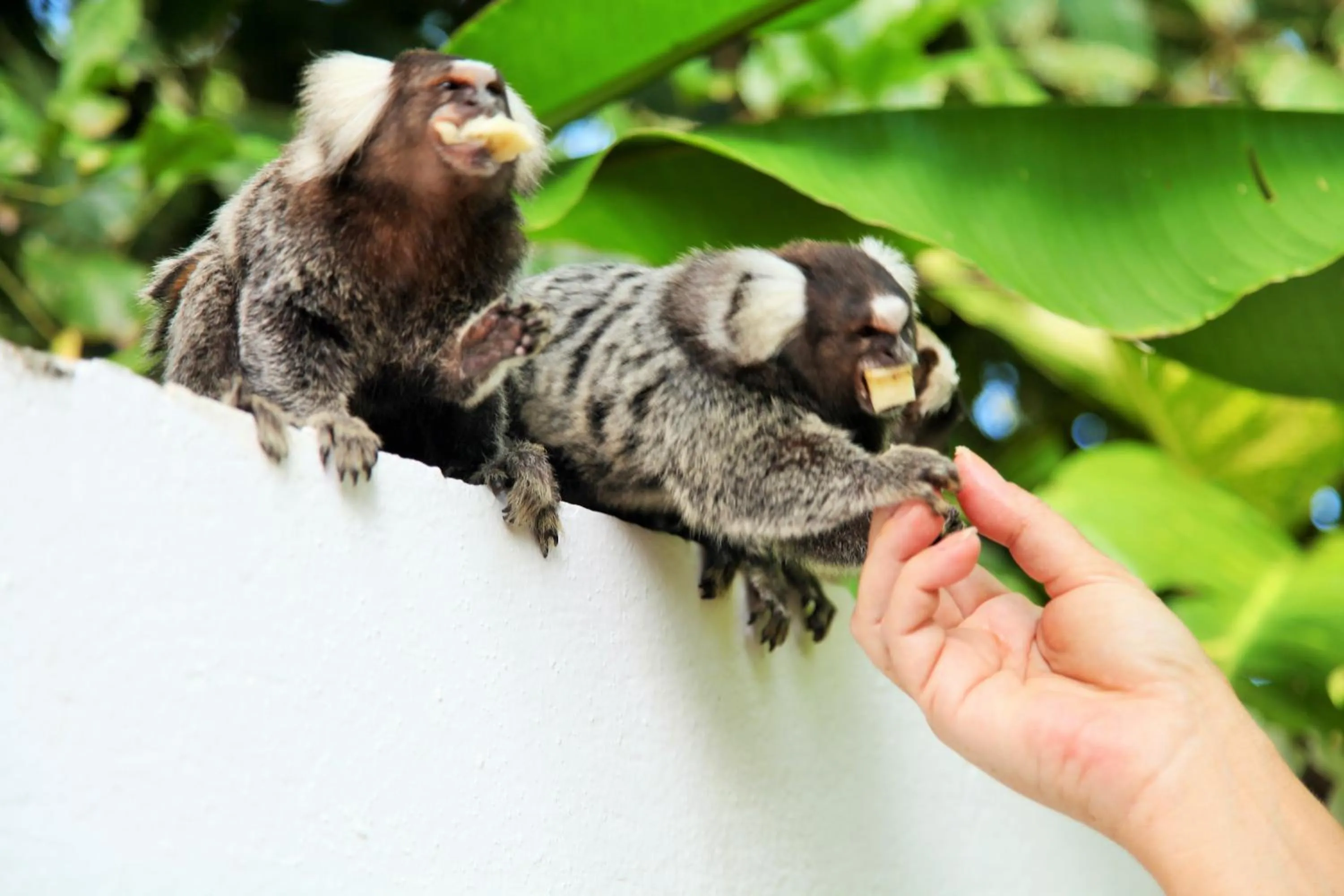 Animals in Pousada Lua Cheia