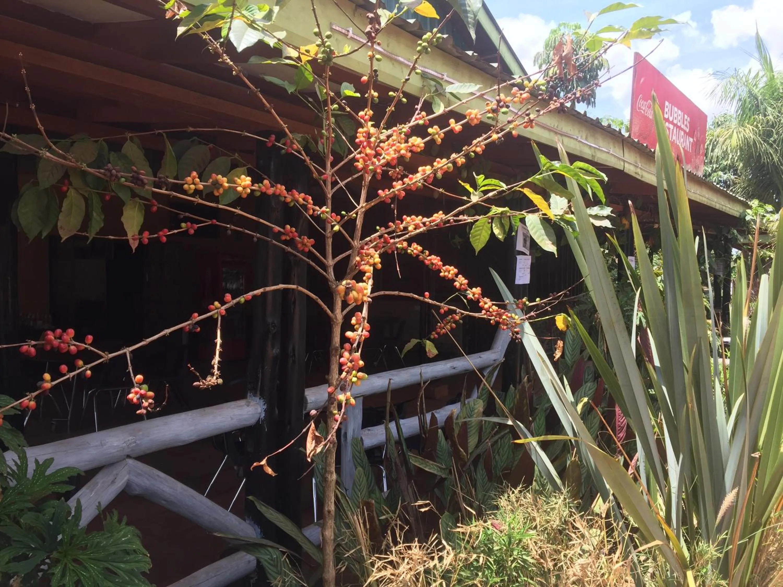 Natural landscape in Bubbles Restaurant Thika