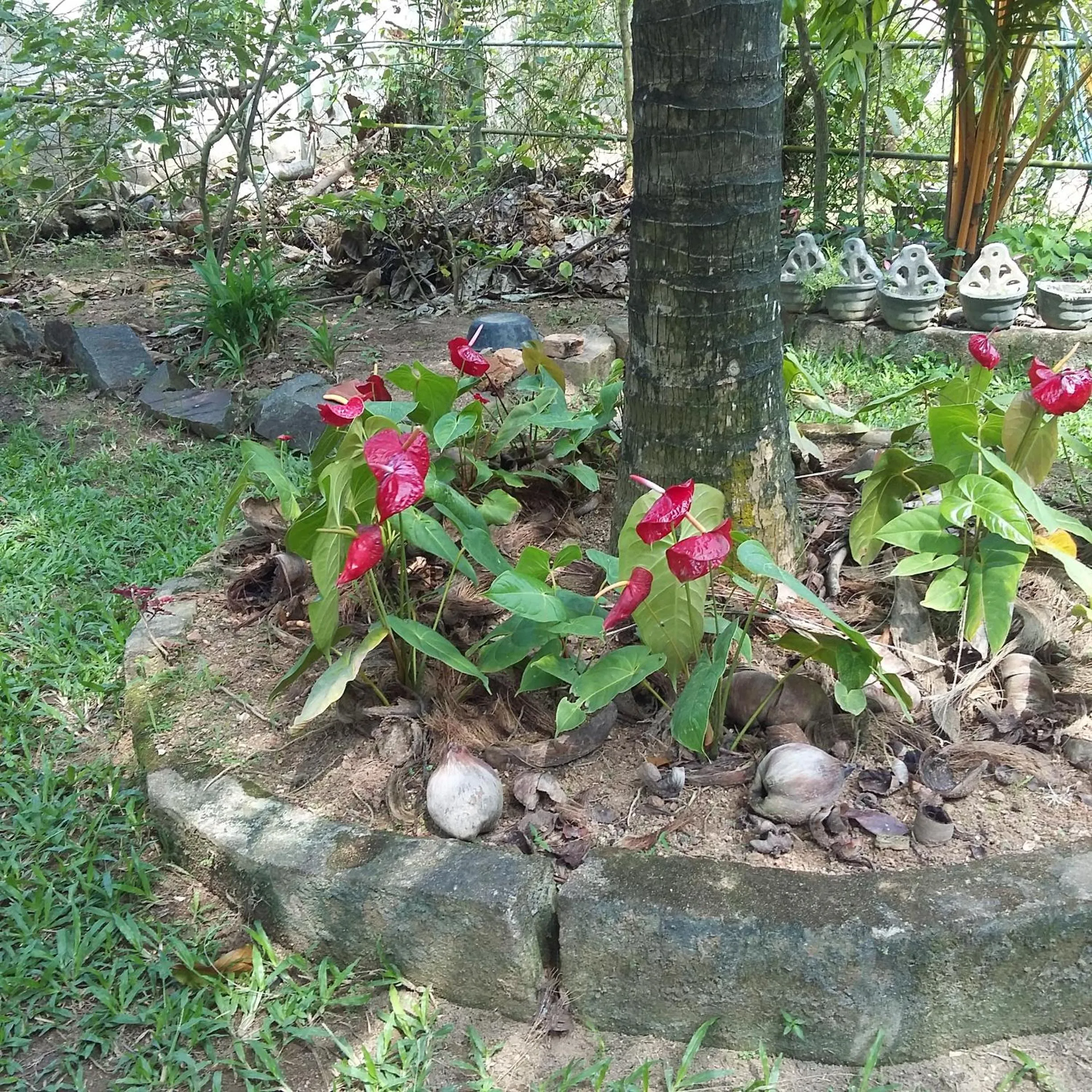 Garden in Omee Guest