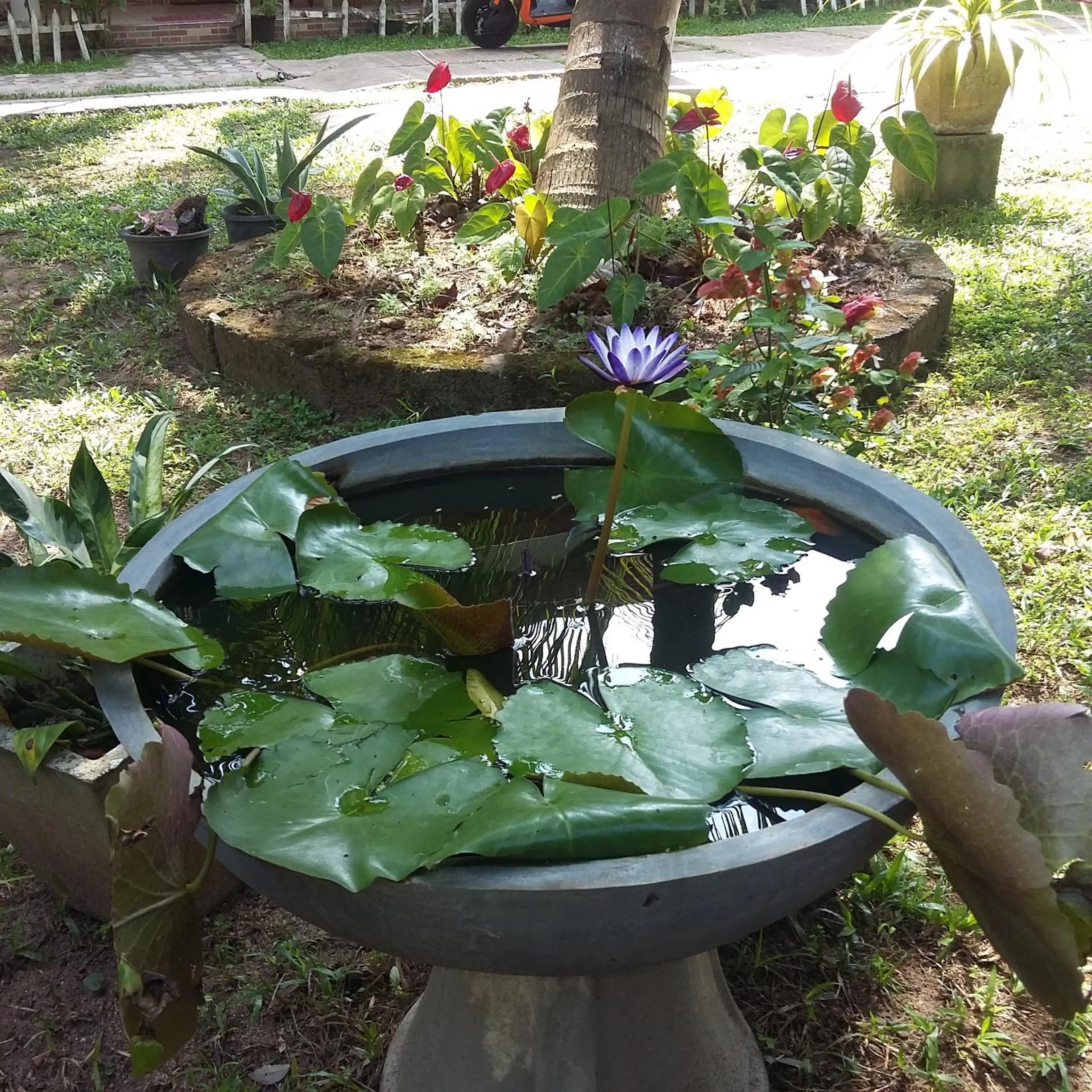 Garden in Omee Guest