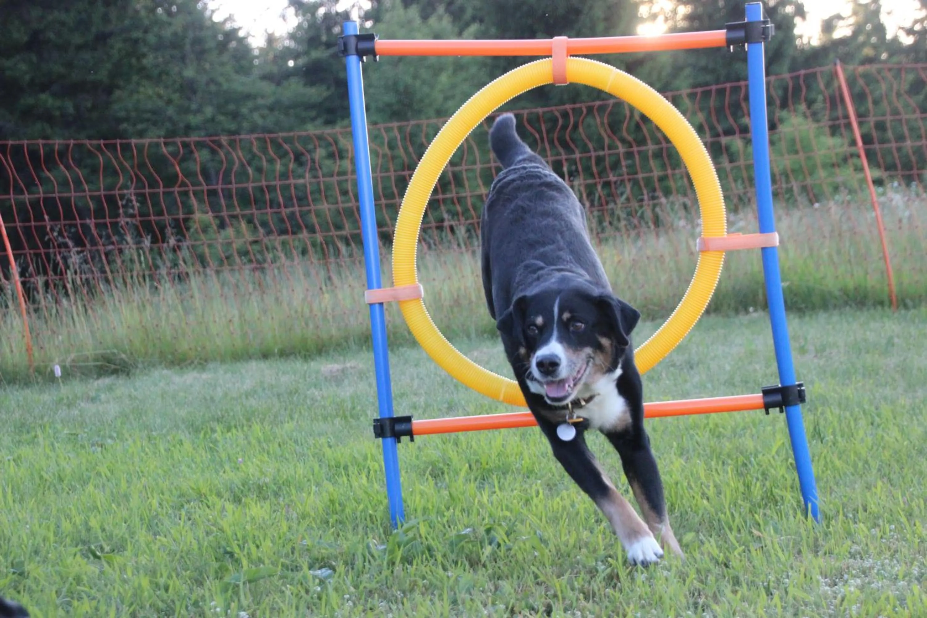 Pets in Landhotel Sportalm