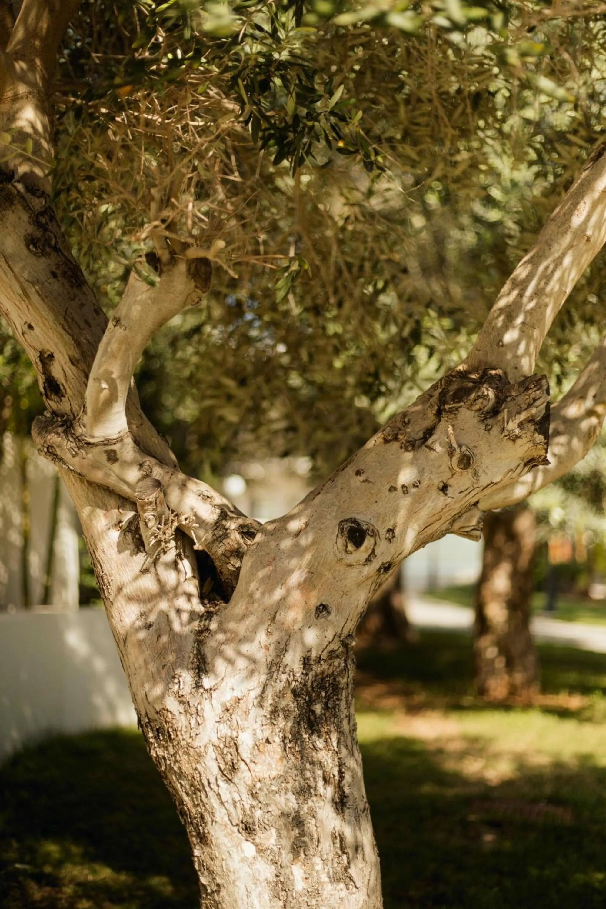 Natural landscape in Melissi Beach Hotel & Spa