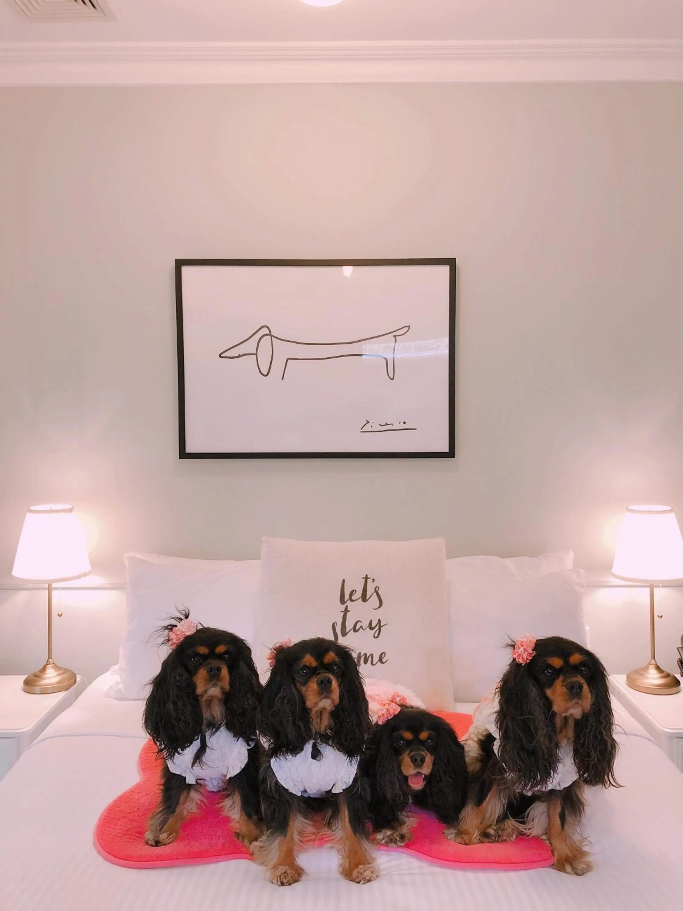 Pets in The Hughenden Boutique Hotel