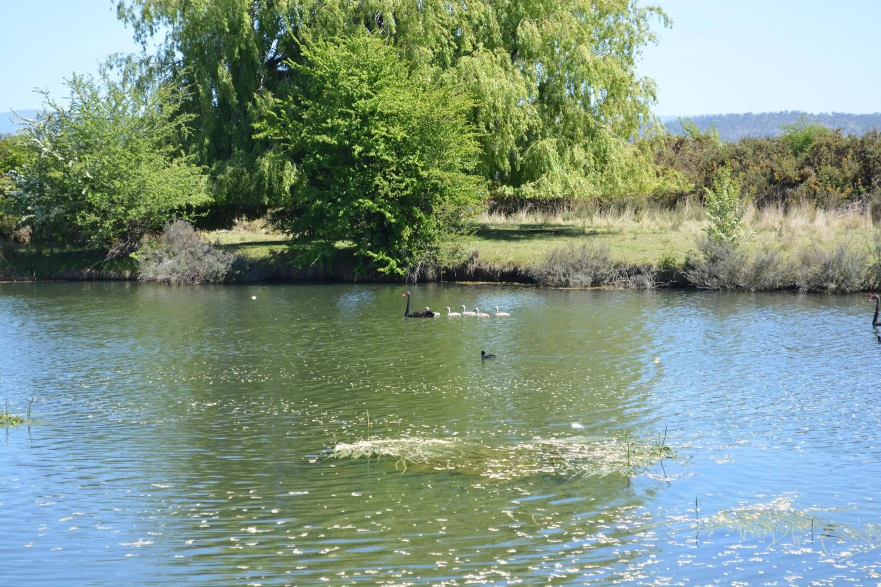 Area and facilities in Riverview at Ross