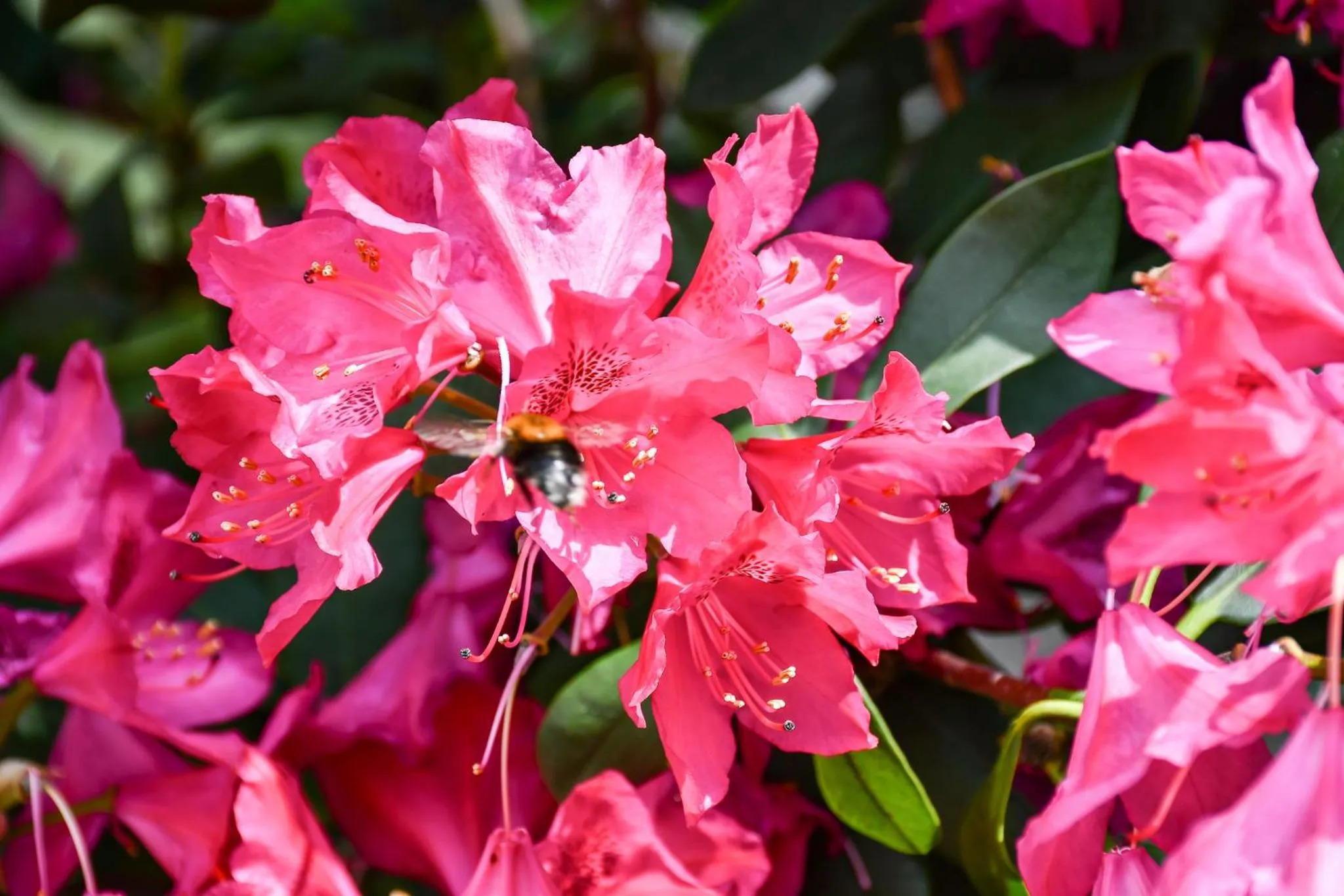 Spring in Kurgarten-Hotel