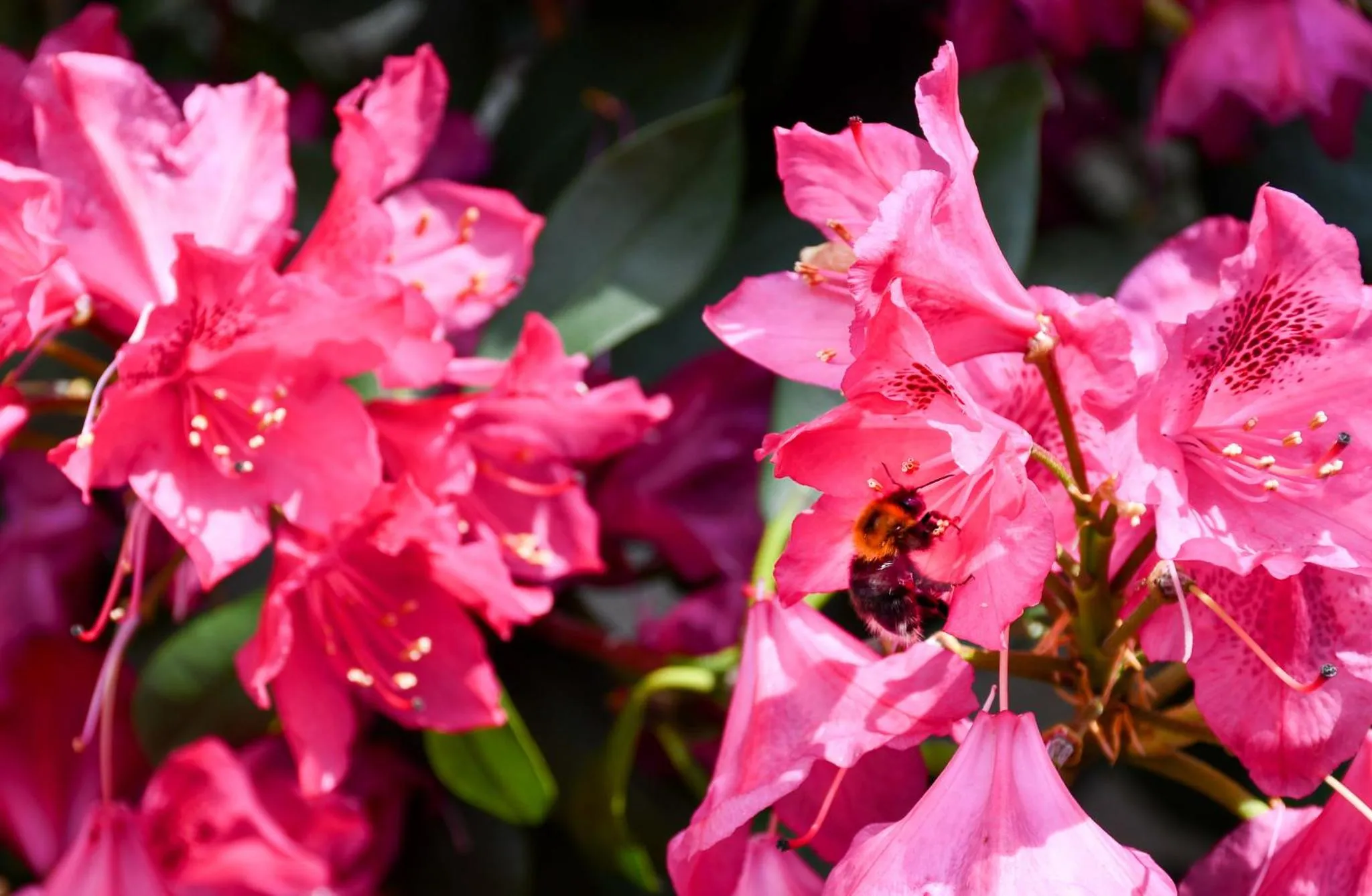 Spring in Kurgarten-Hotel