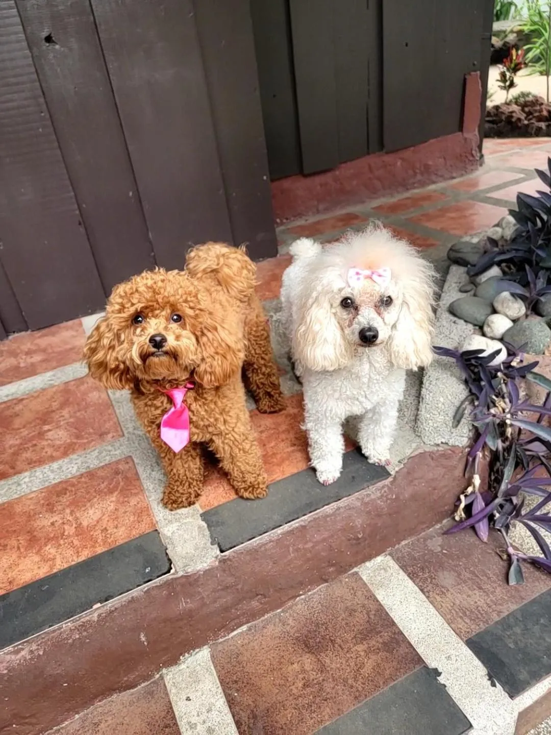 Pets in ALAJUELA CITY Hotel & Guest House