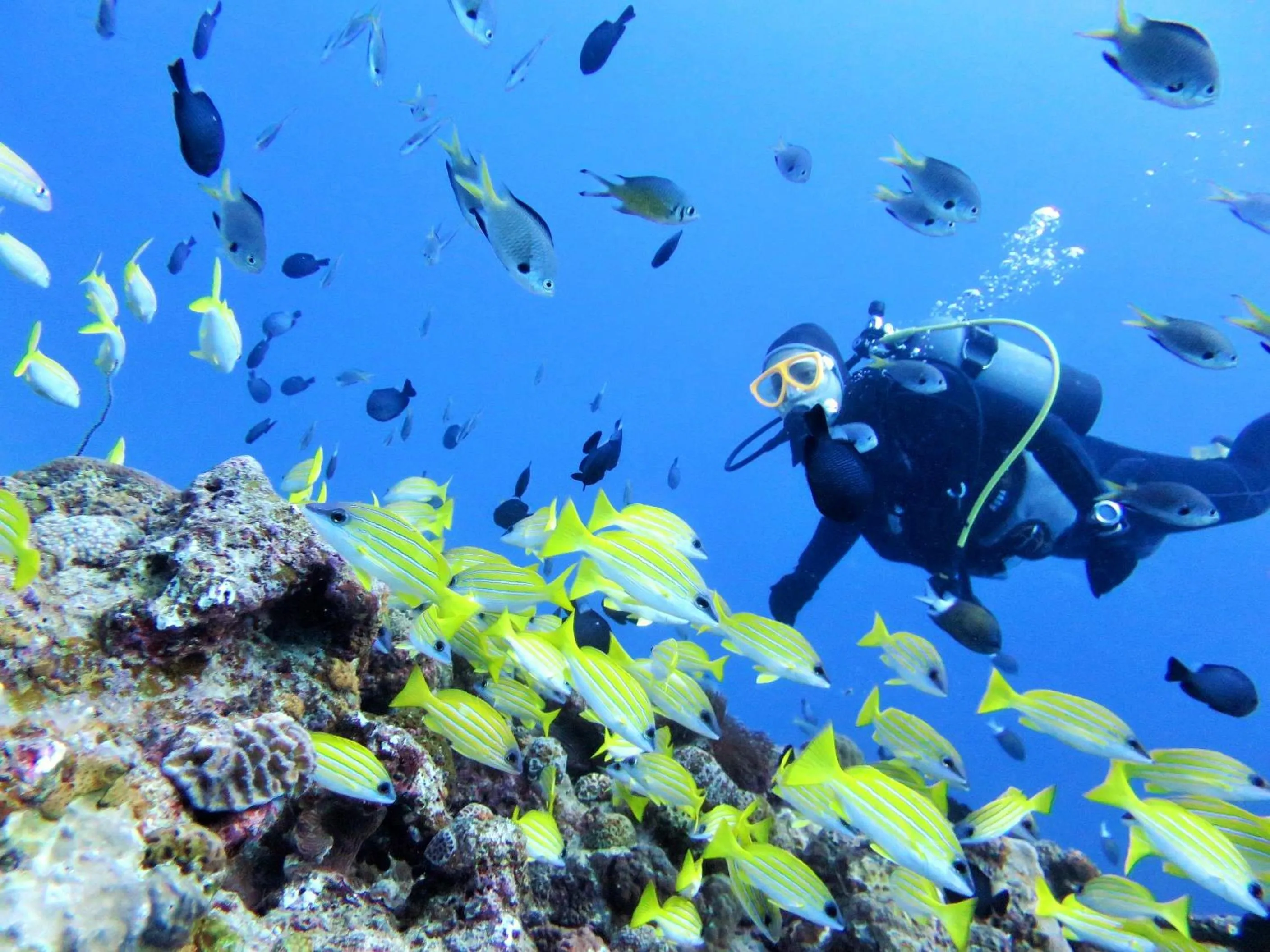 Diving in Churaumi on the Beach Motobu
