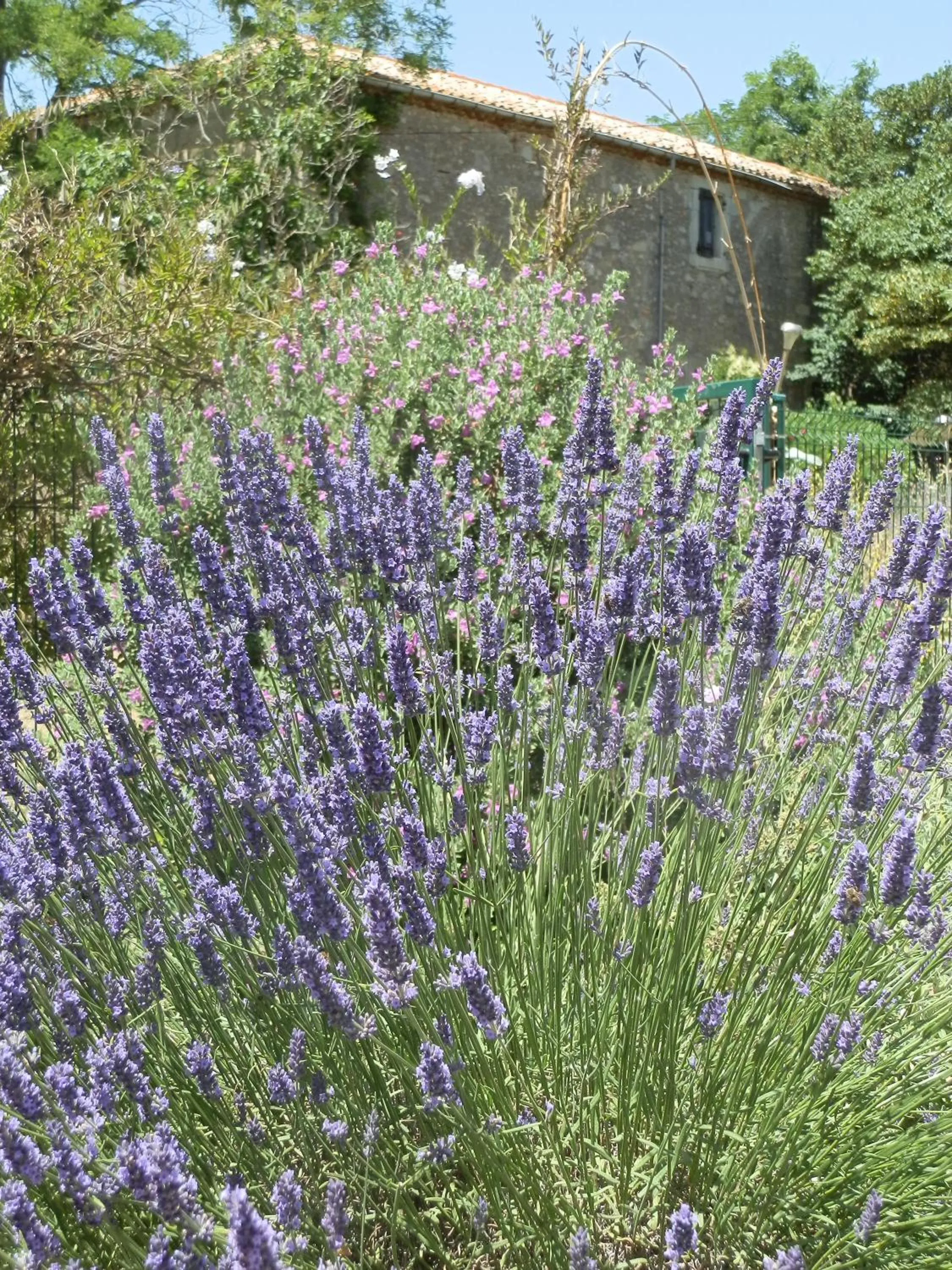 Garden in Domaine de Manteau-Bleu