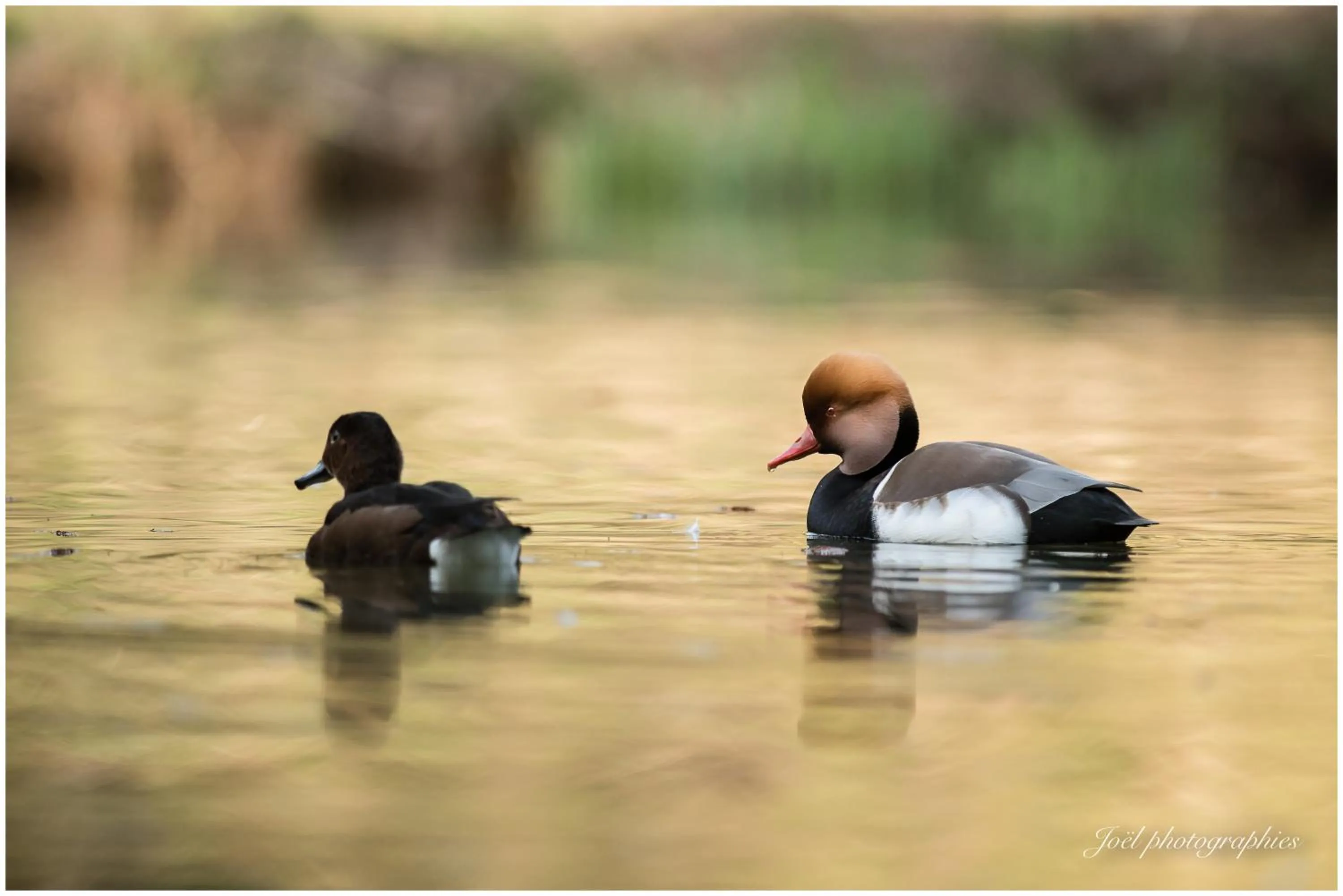Day in Chambre d'hôtes du Moulin de Landonvillers