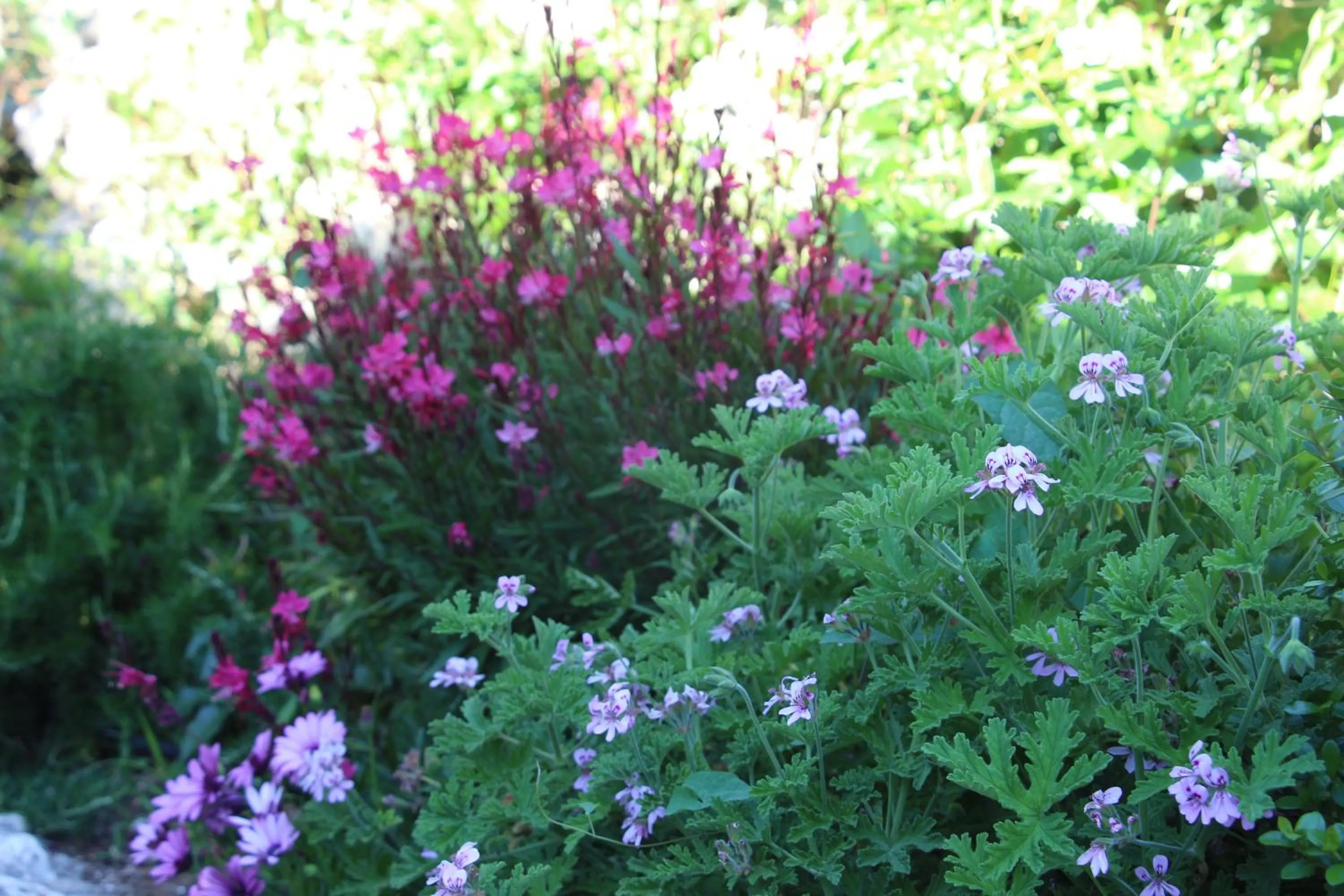 Garden in Artblue Villas