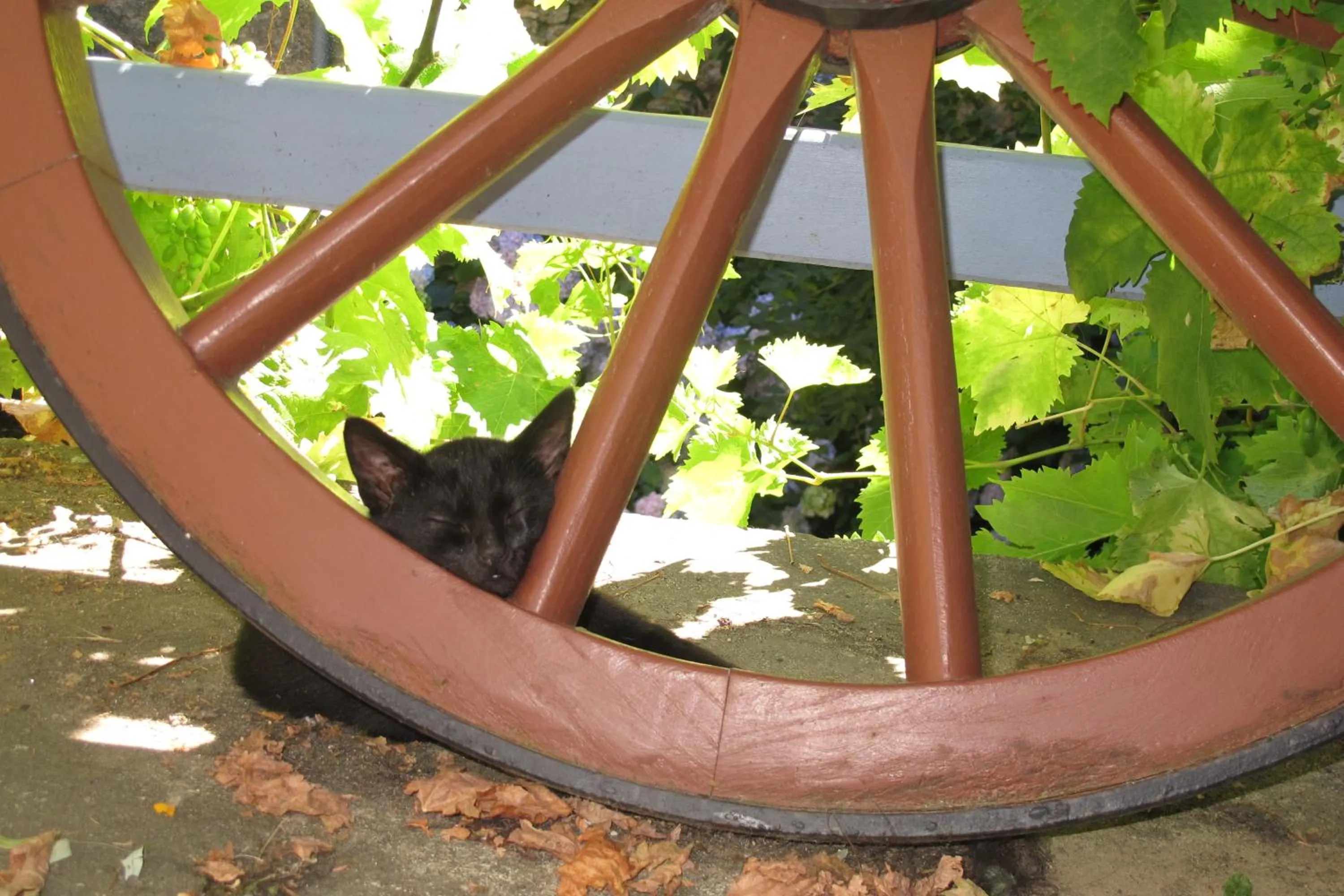 Animals in le Corral chambre d'hôte