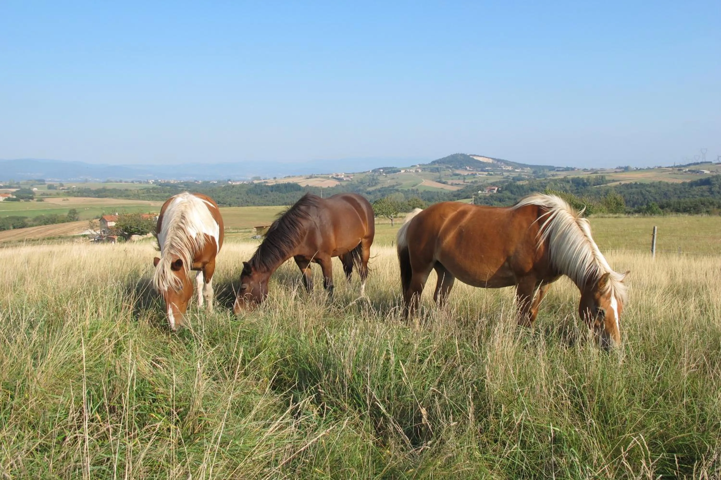 Animals in le Corral chambre d'hôte