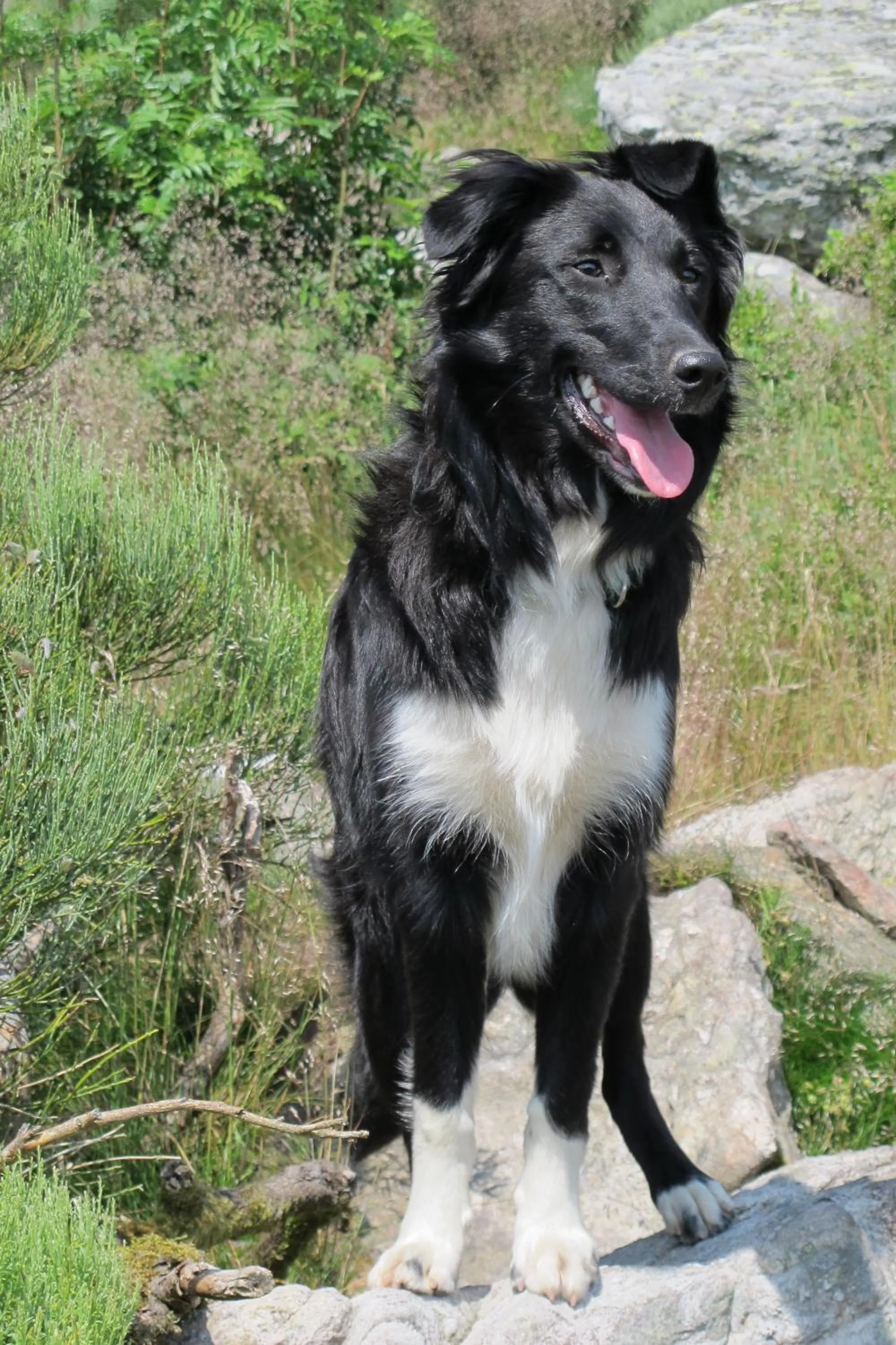 Animals in le Corral chambre d'hôte