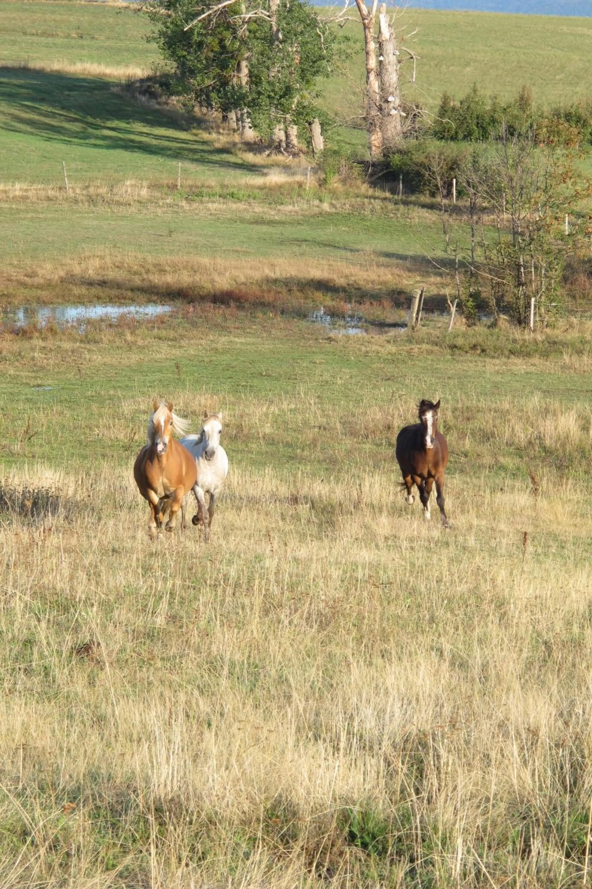 Animals in le Corral chambre d'hôte