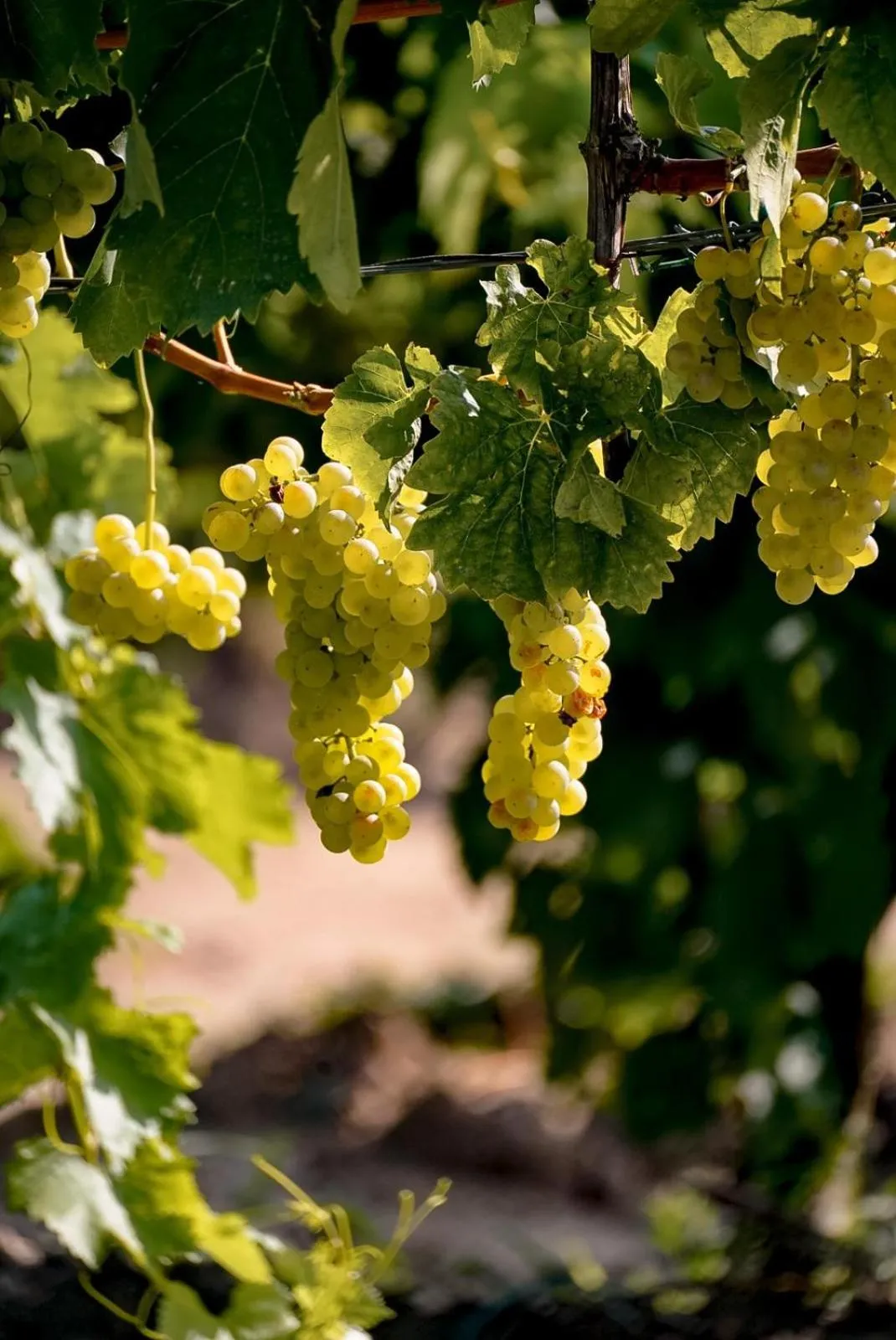 Garden in Wine Residence Cattunar