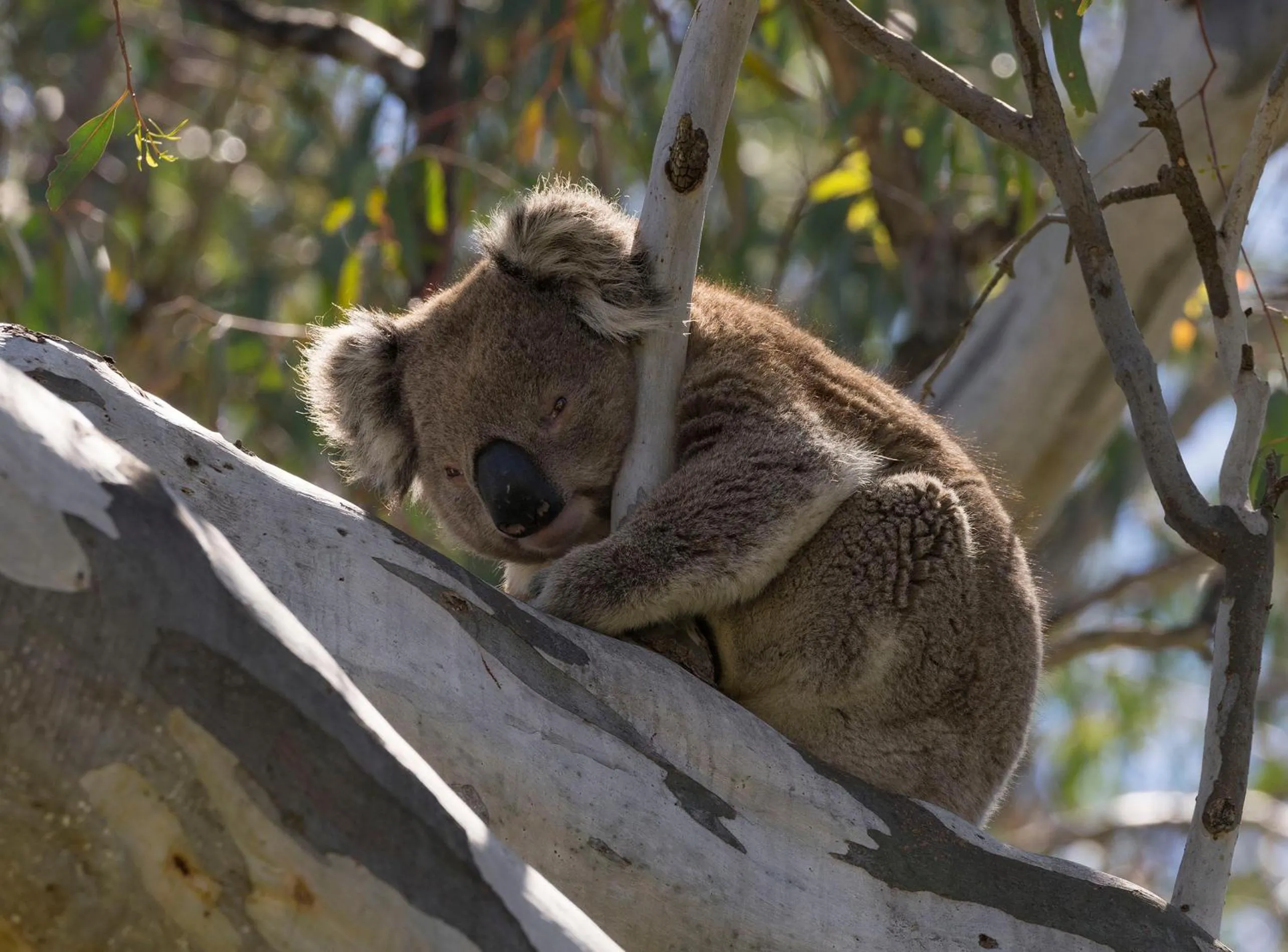 Animals in Tokemata Retreat