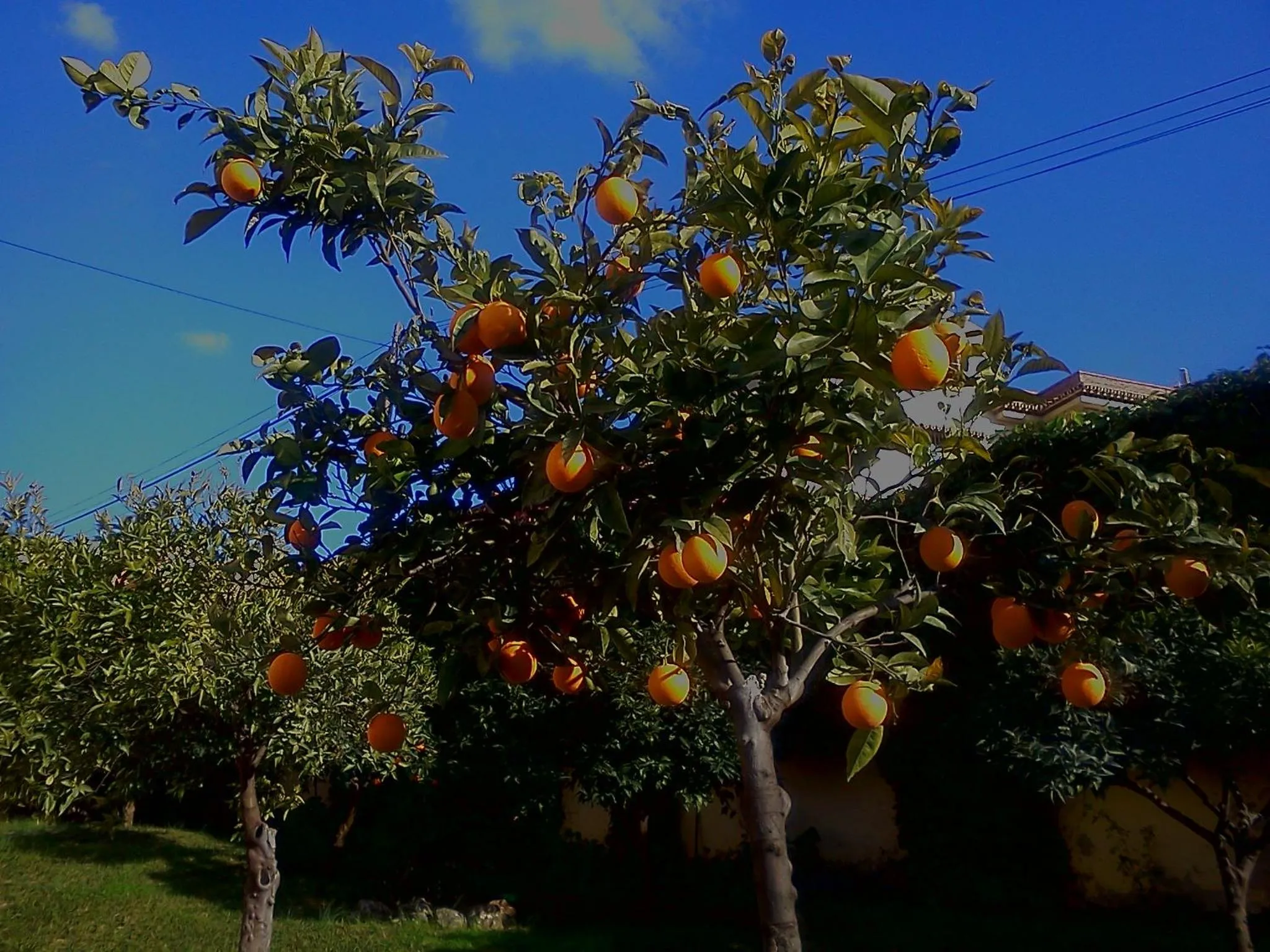 Garden in Villa Peralta, heated and private pool ,near beach and golf !