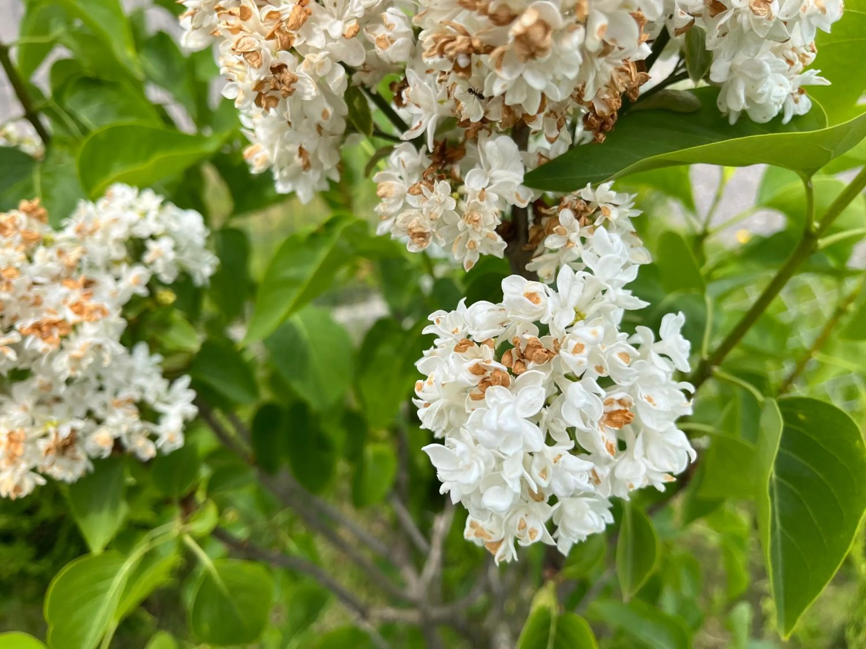 Garden in Domki Laba