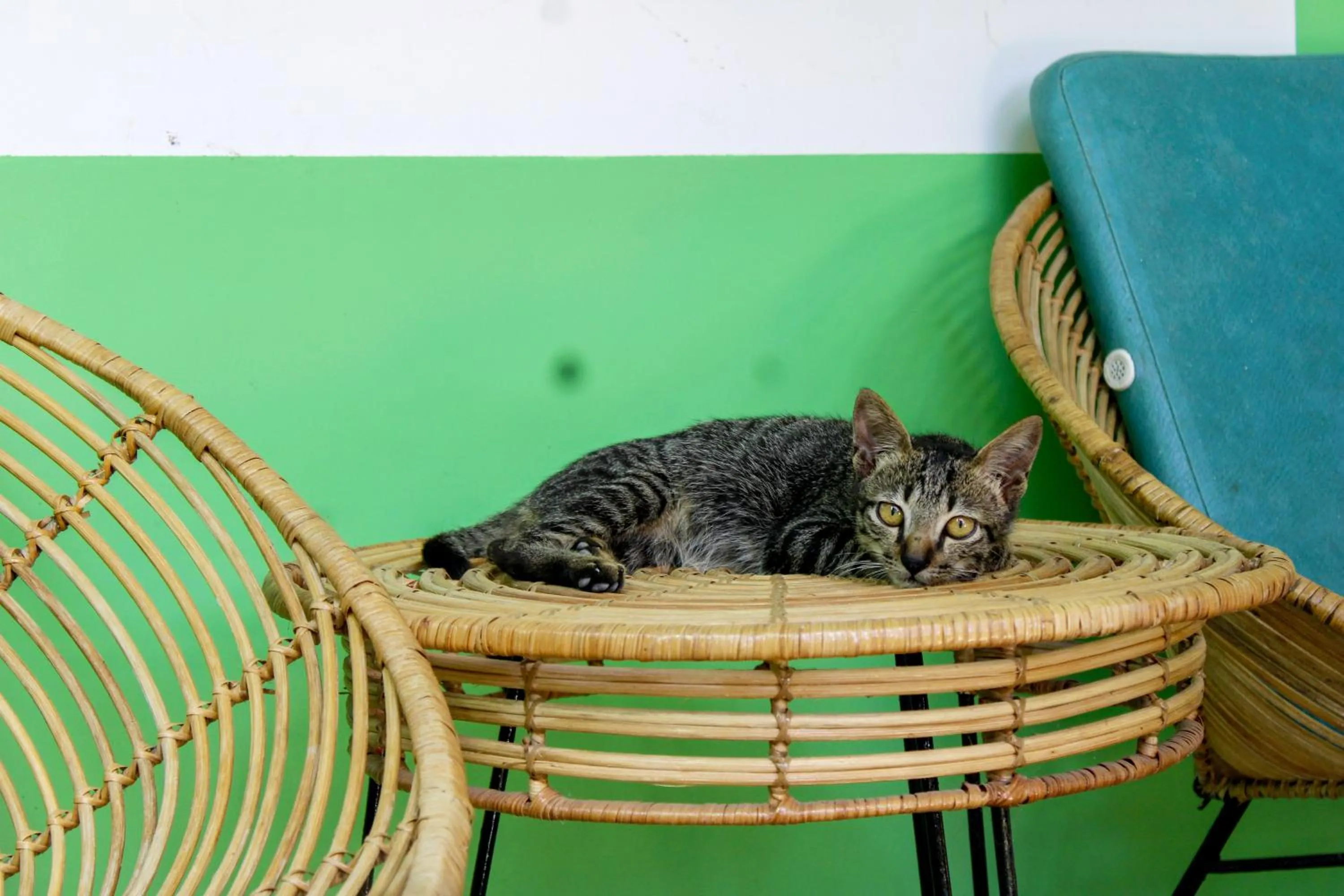 Balcony/Terrace in Moonlight Resort
