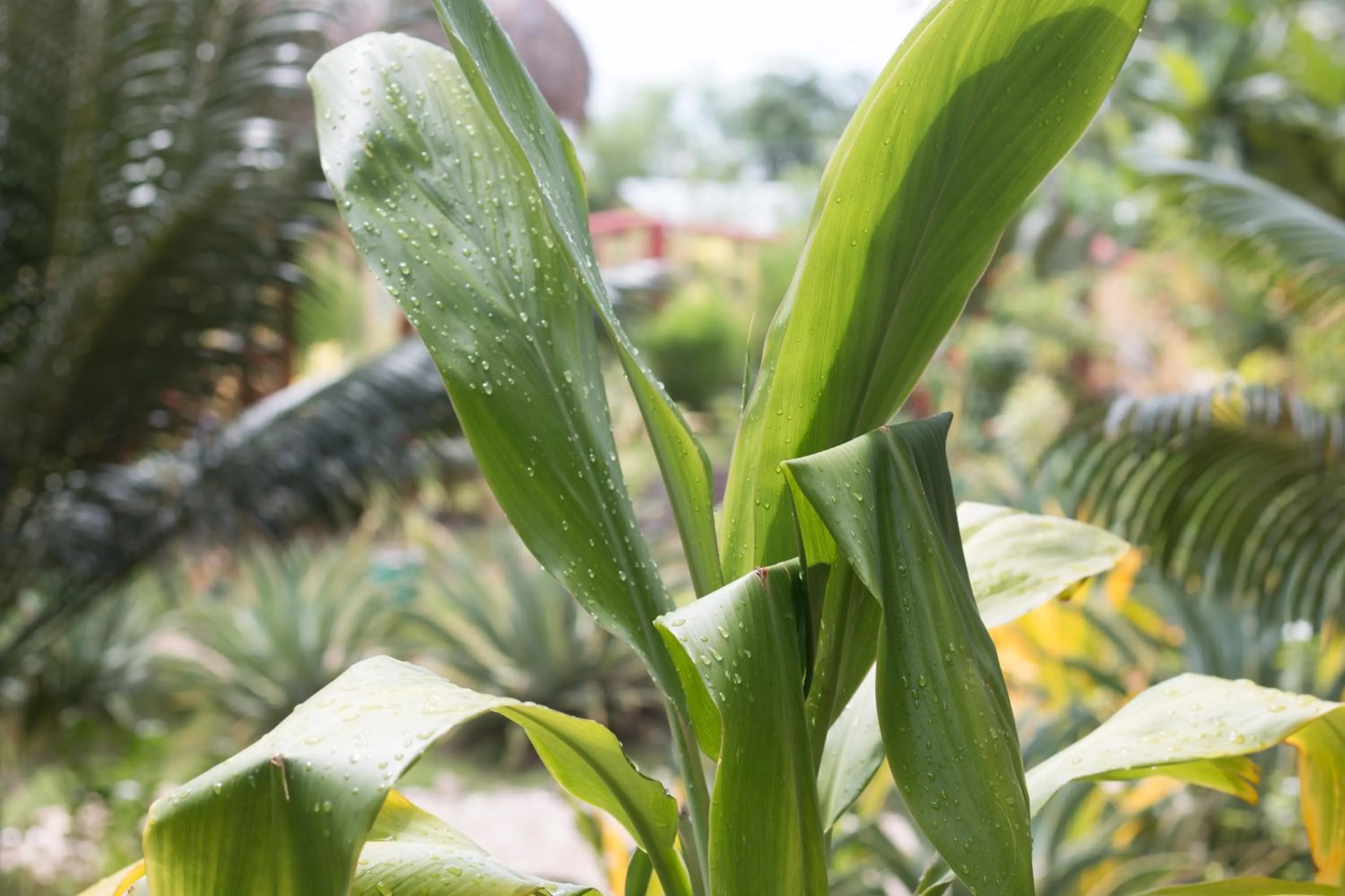 Garden in Moonlight Resort