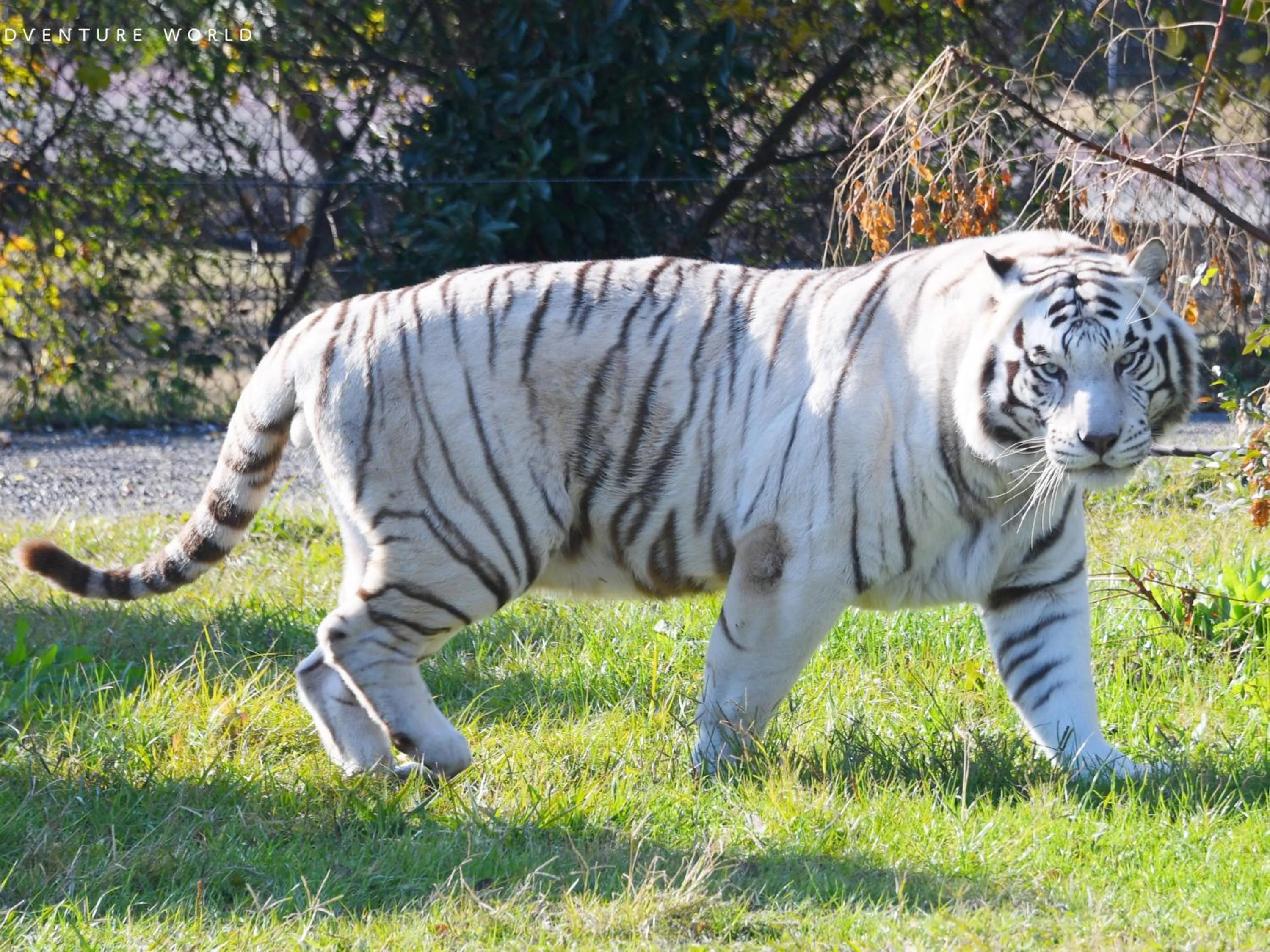 Nearby landmark in Musashi