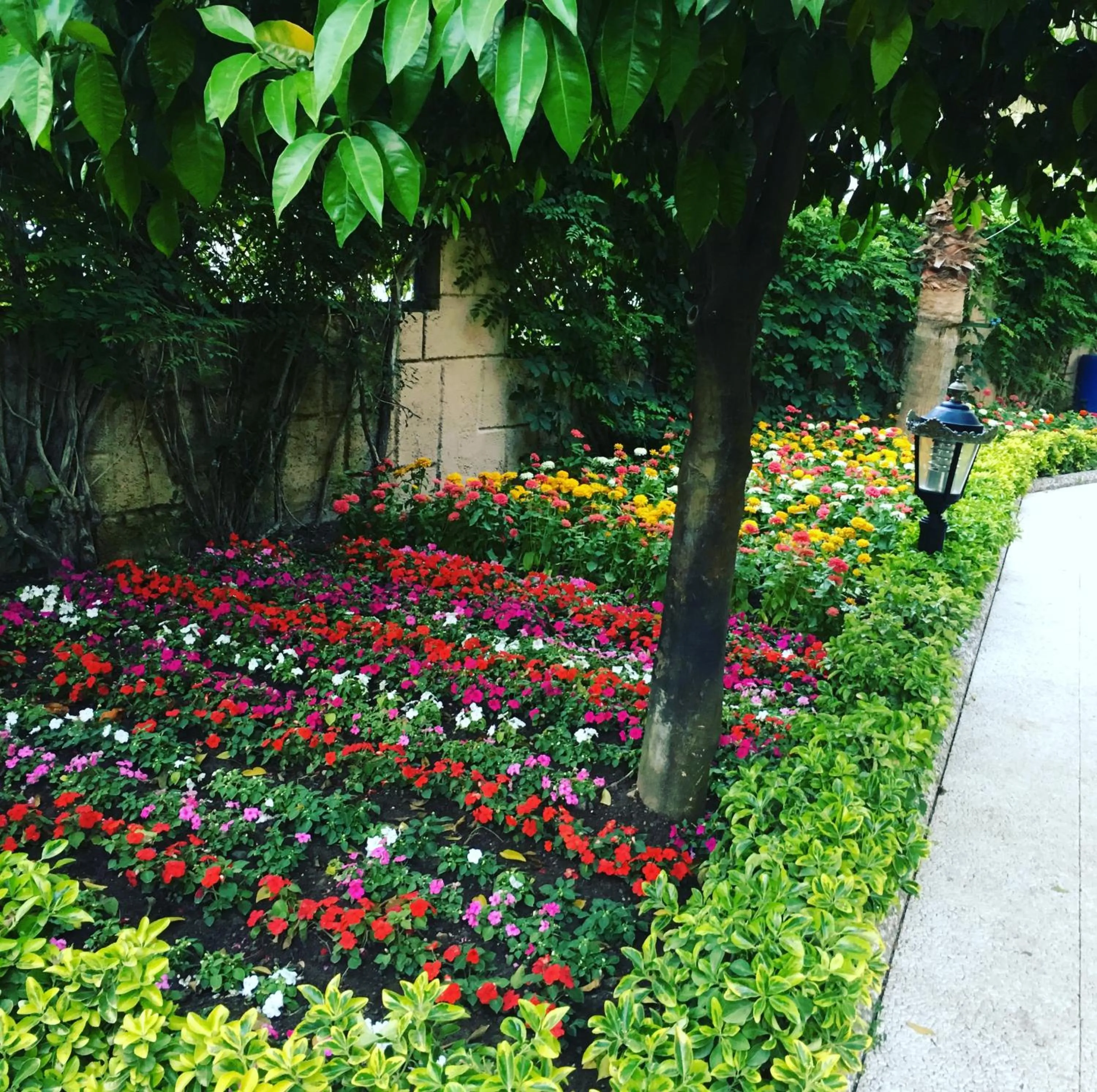 Garden in Aleria Belport Beach Hotel