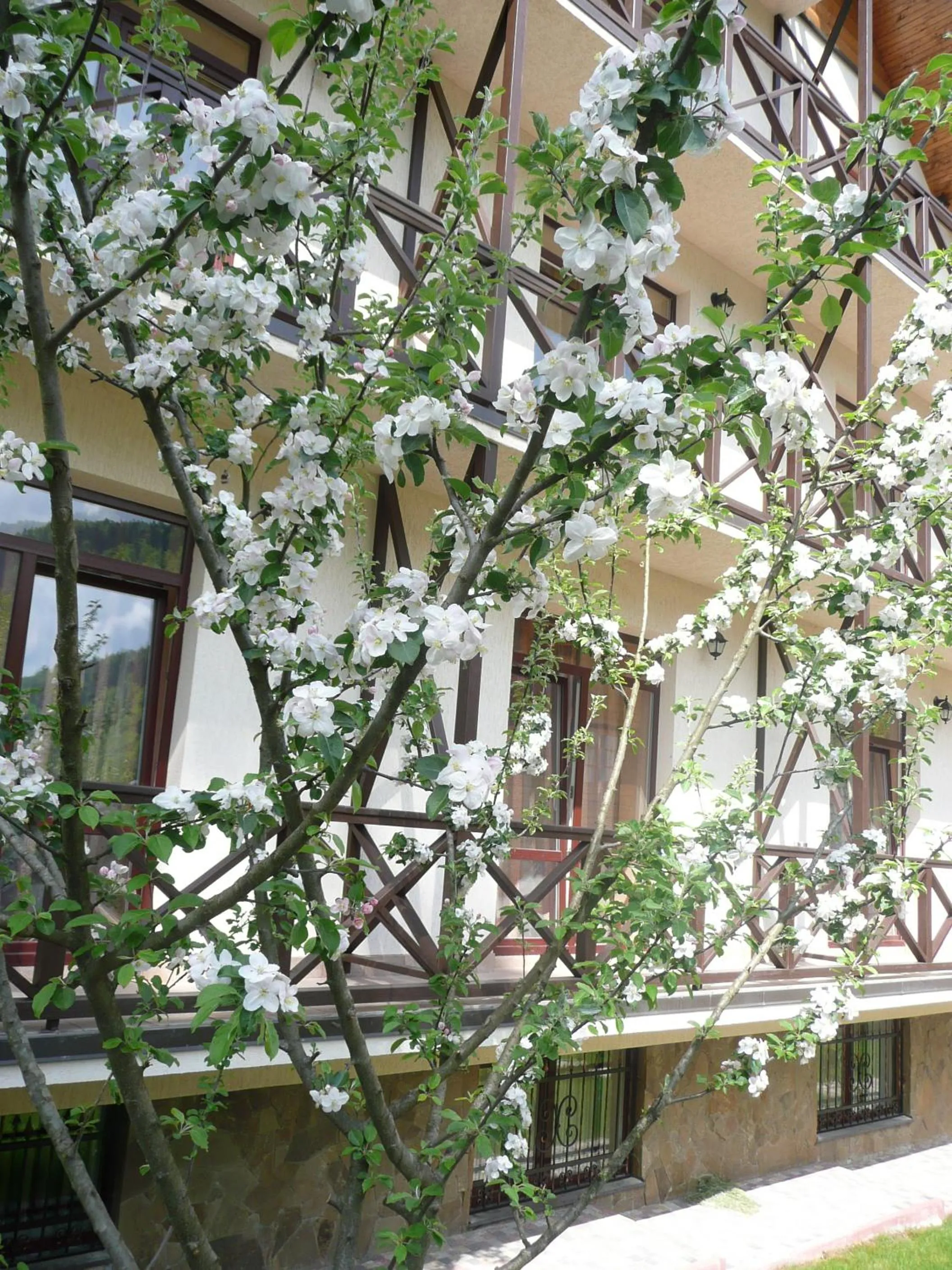 Facade/entrance in Tsvit Paporoti