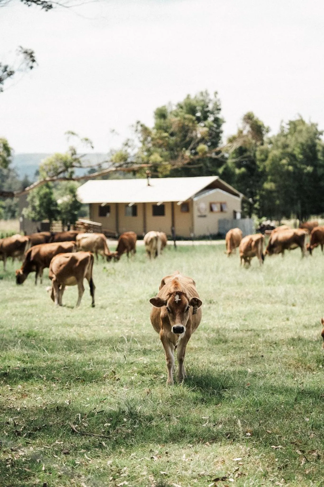 Animals in AfriCamps at Oakhurst