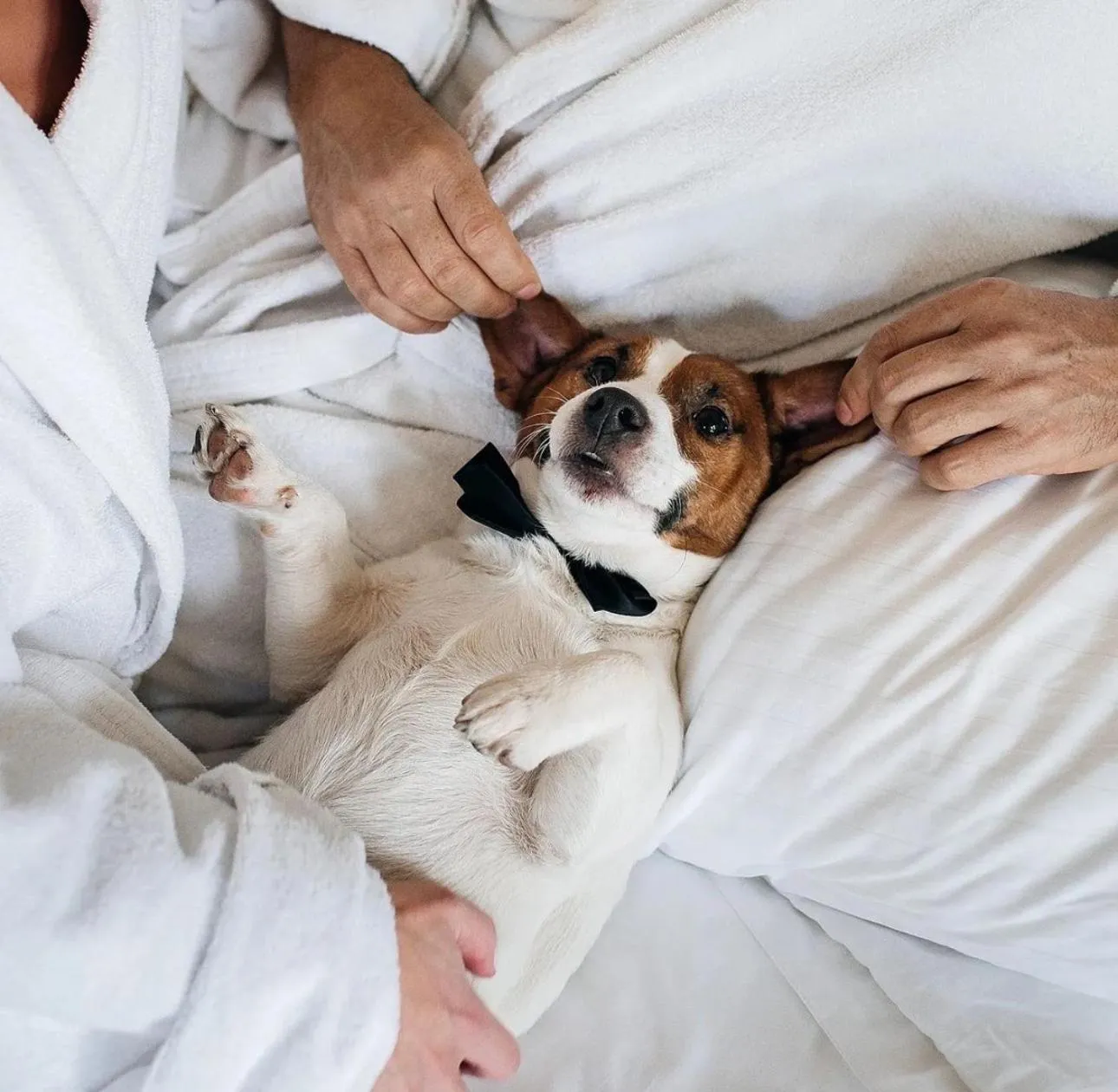 Animals in Villa Le Premier - Maestro