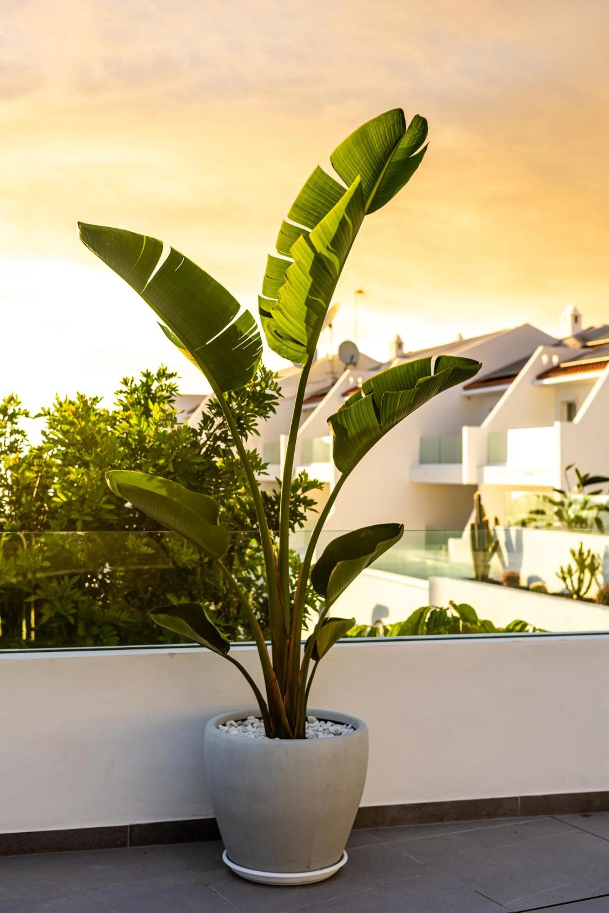 Garden in Costa Adeje Garden Aparthotel