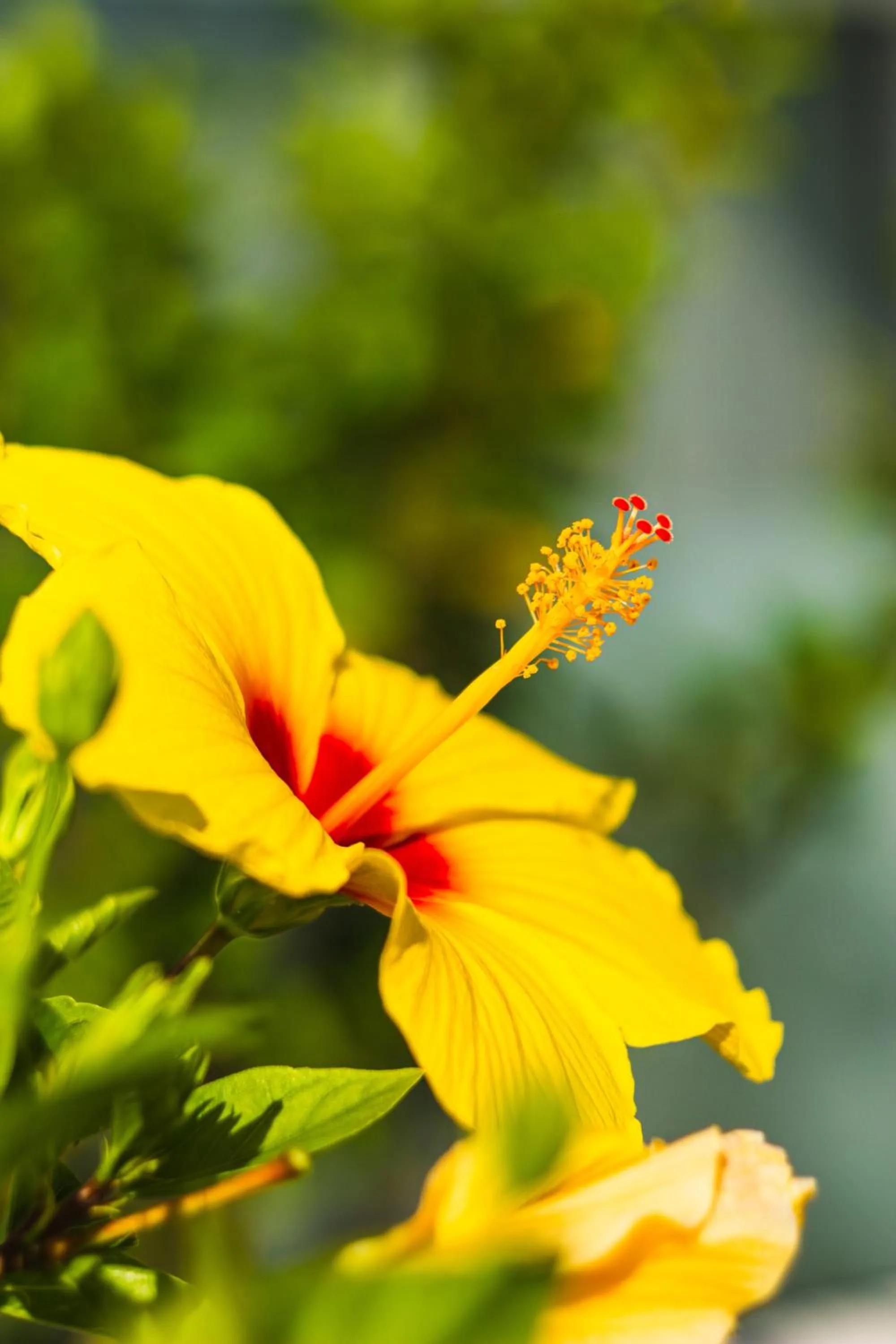 Garden view in Costa Adeje Garden Aparthotel