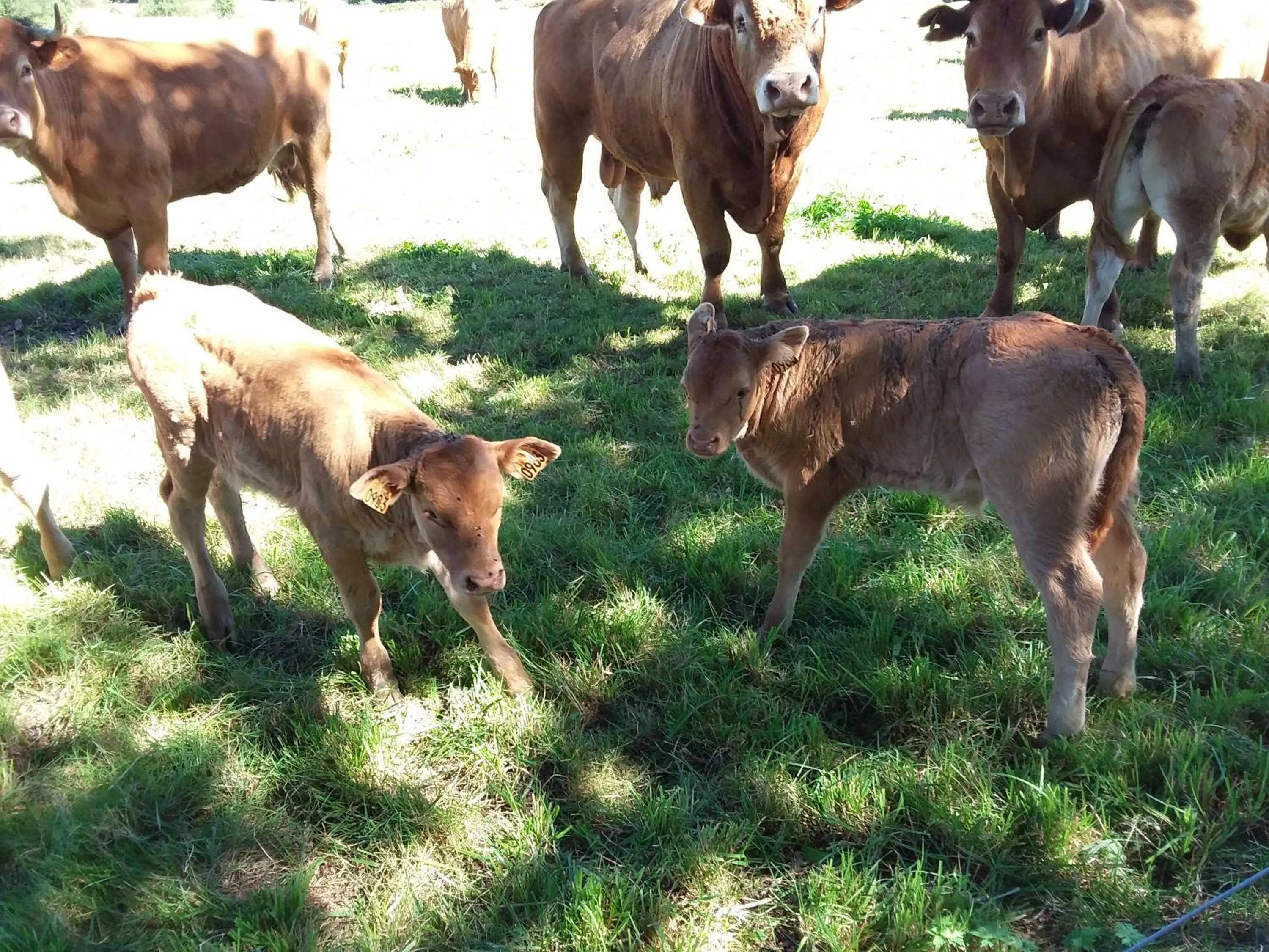 Animals in Maison Maton