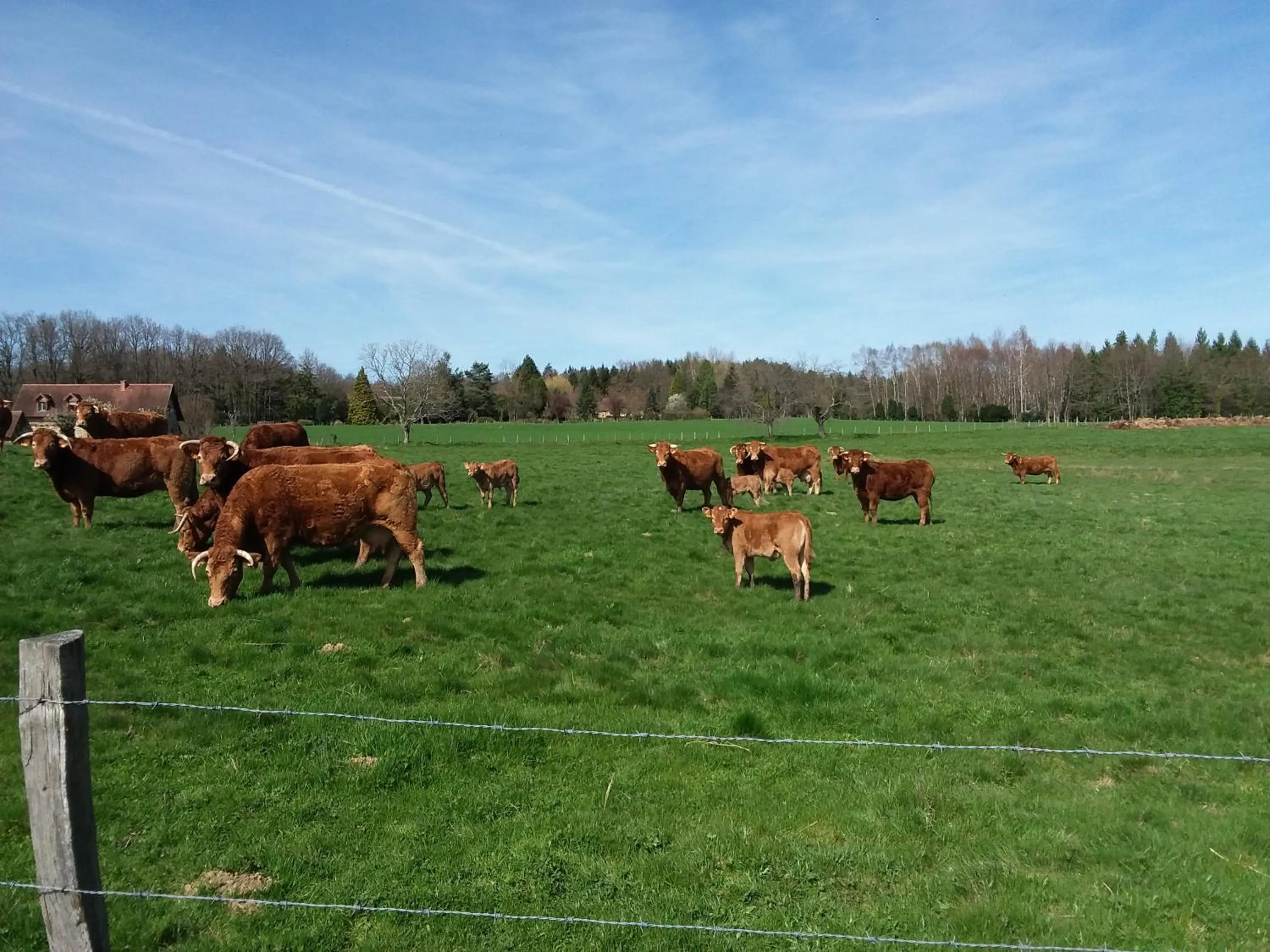 Animals in Maison Maton