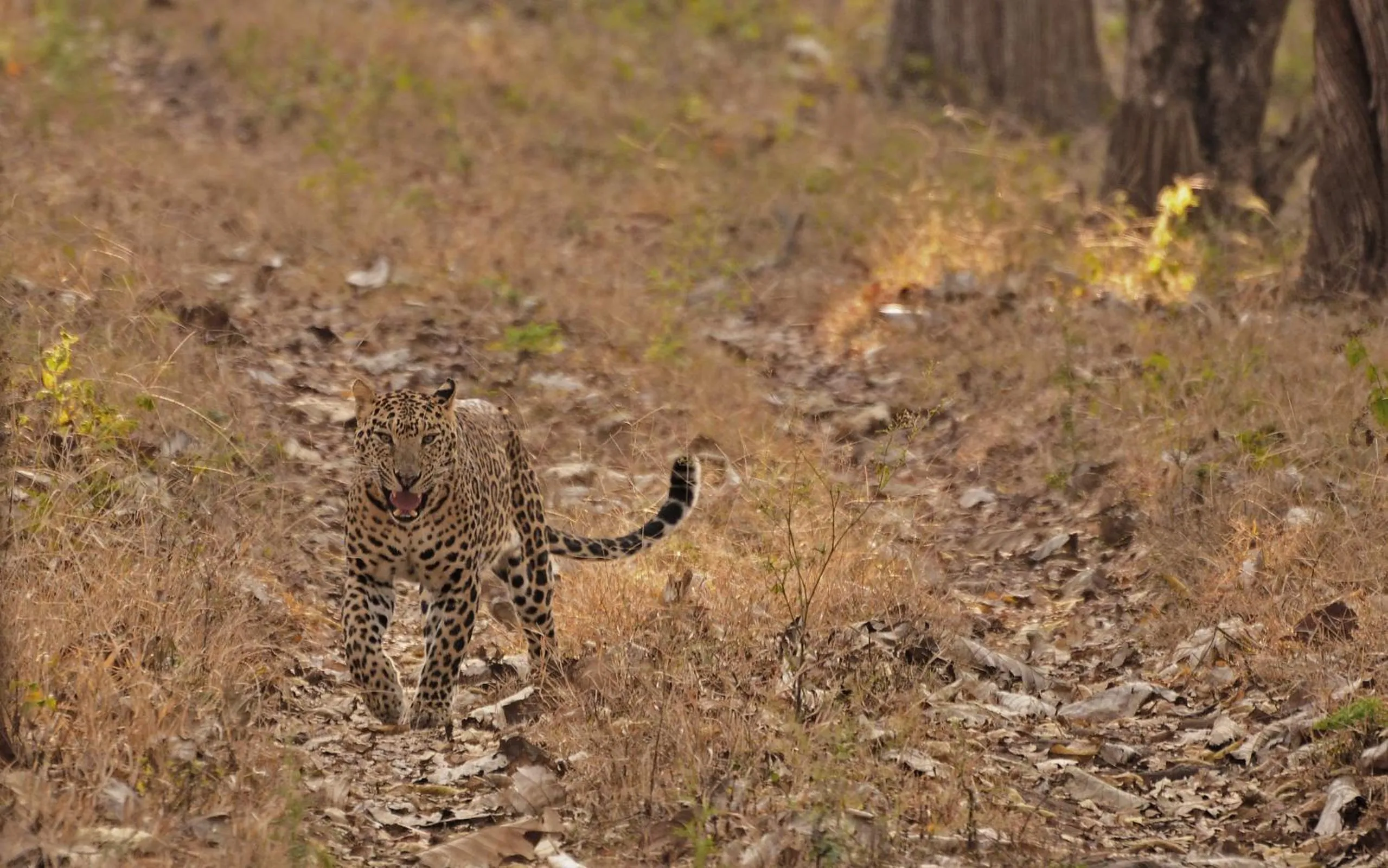Natural landscape in Evolve Back Kabini