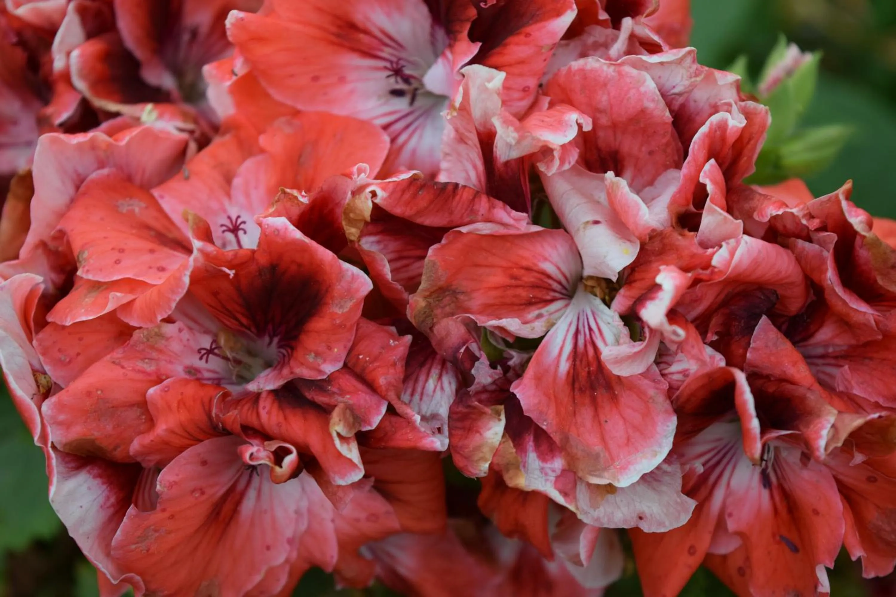 Garden in Villa Il Respiro